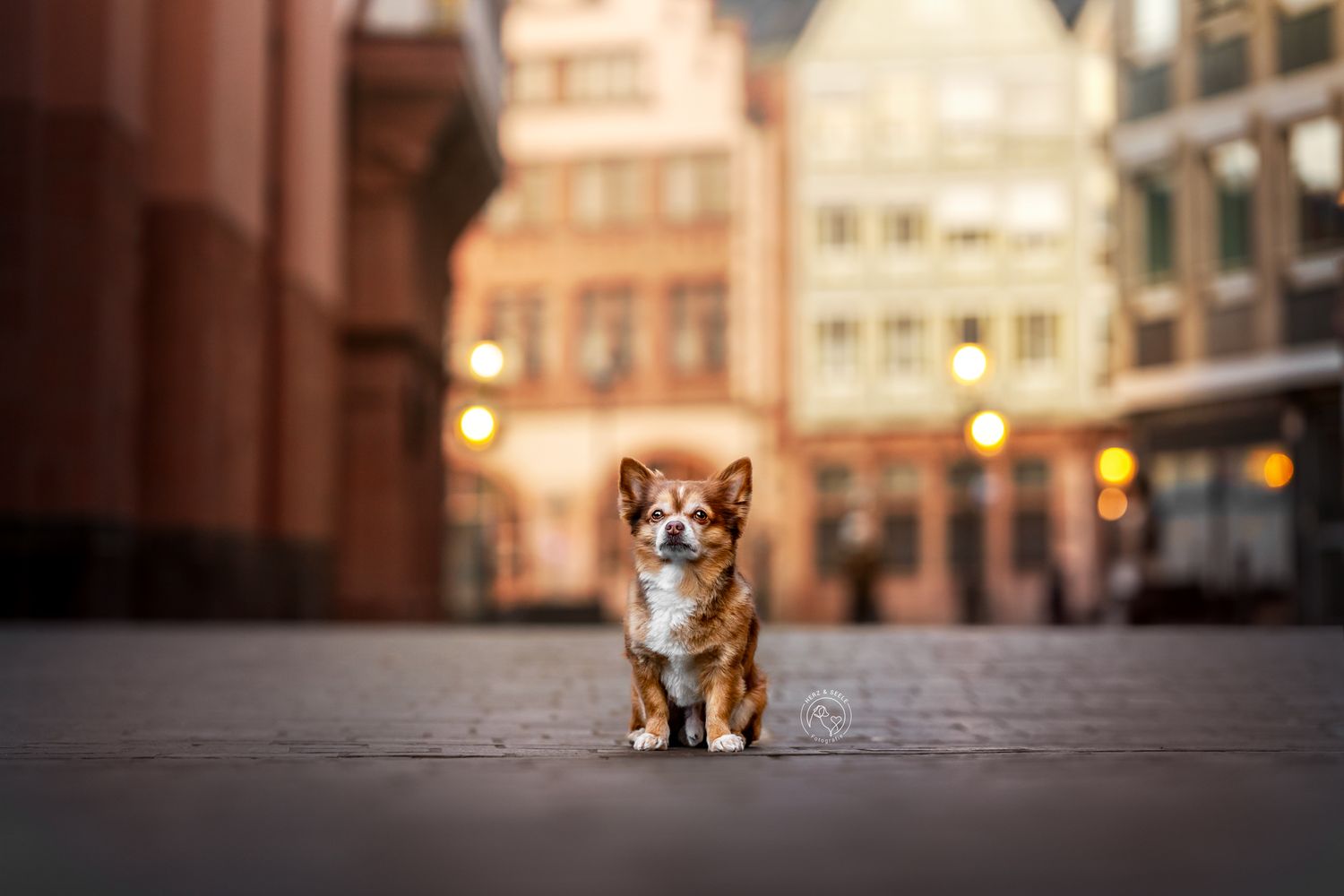A tiny Chihuahua stands boldly alone on cobblestone city streets with blurred buildings behind.