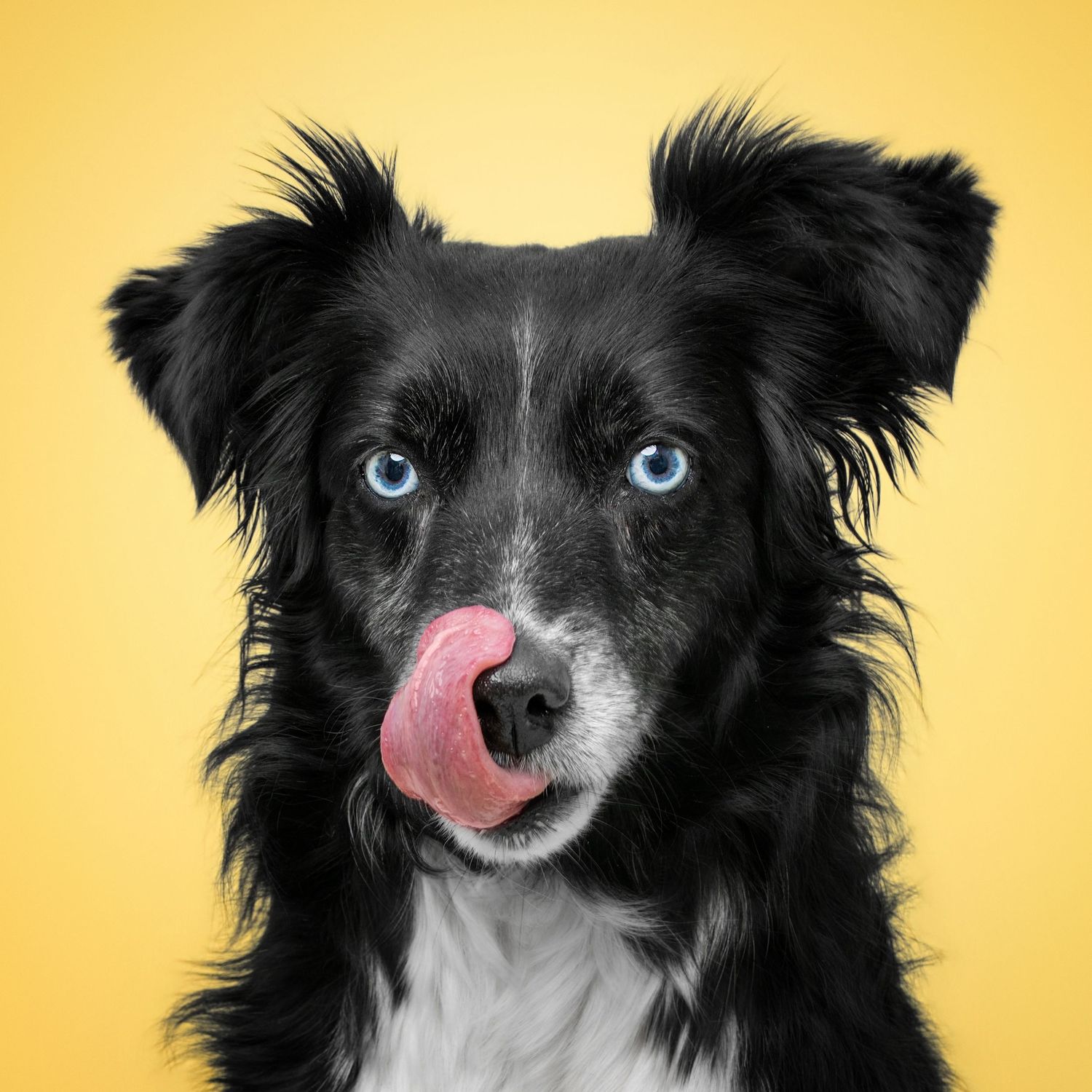 Black and white border collie dog with blue eyes licking its nose against a bright yellow background.