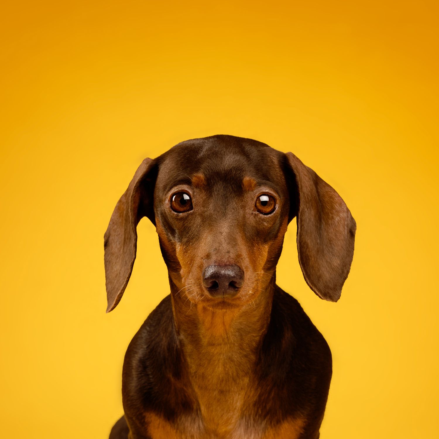 A cute dachshund dog with brown eyes poses against a bright yellow background in a close-up portrait photo.