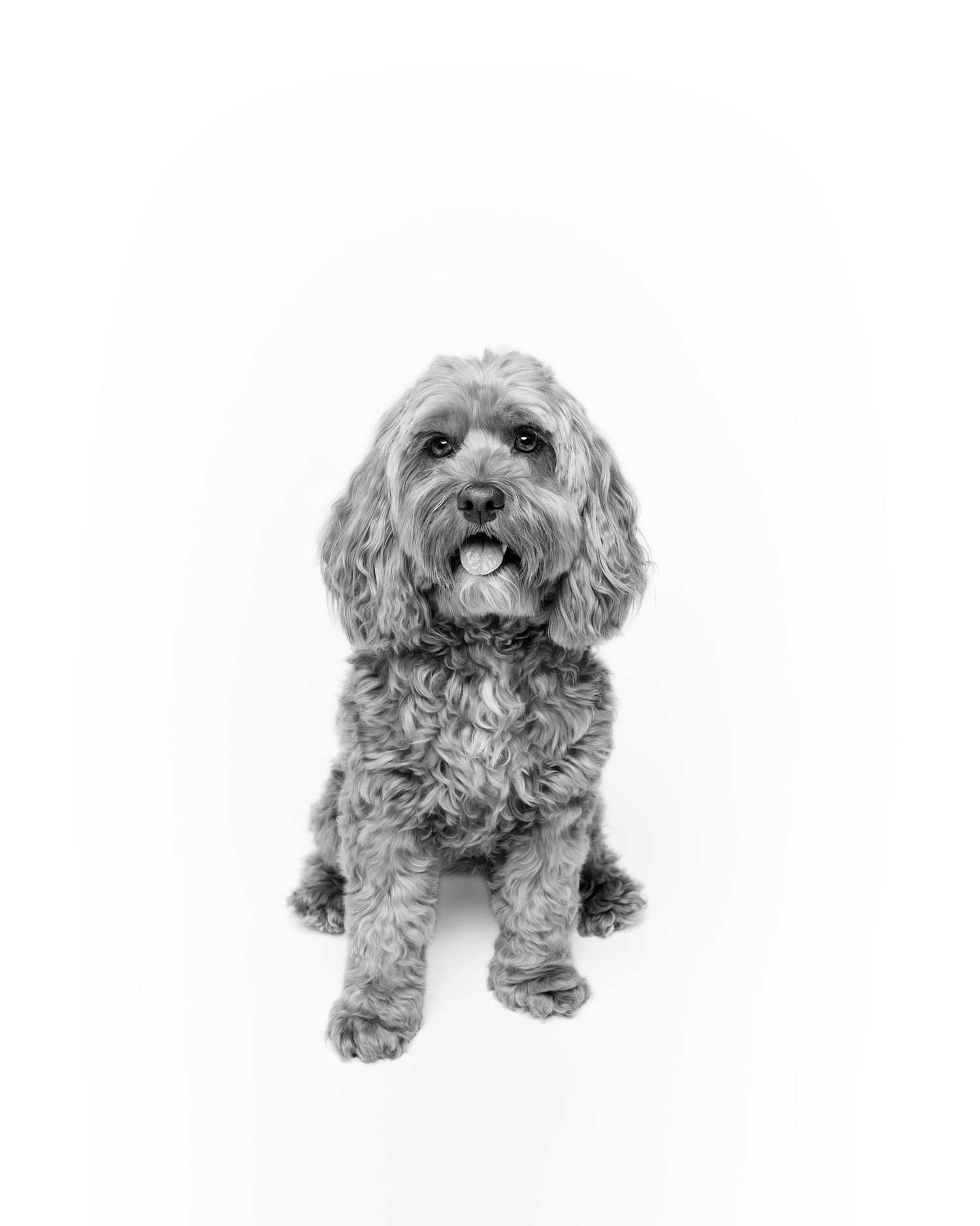Black and white studio portrait of a fluffy cockapoo dog sitting and looking at camera.
