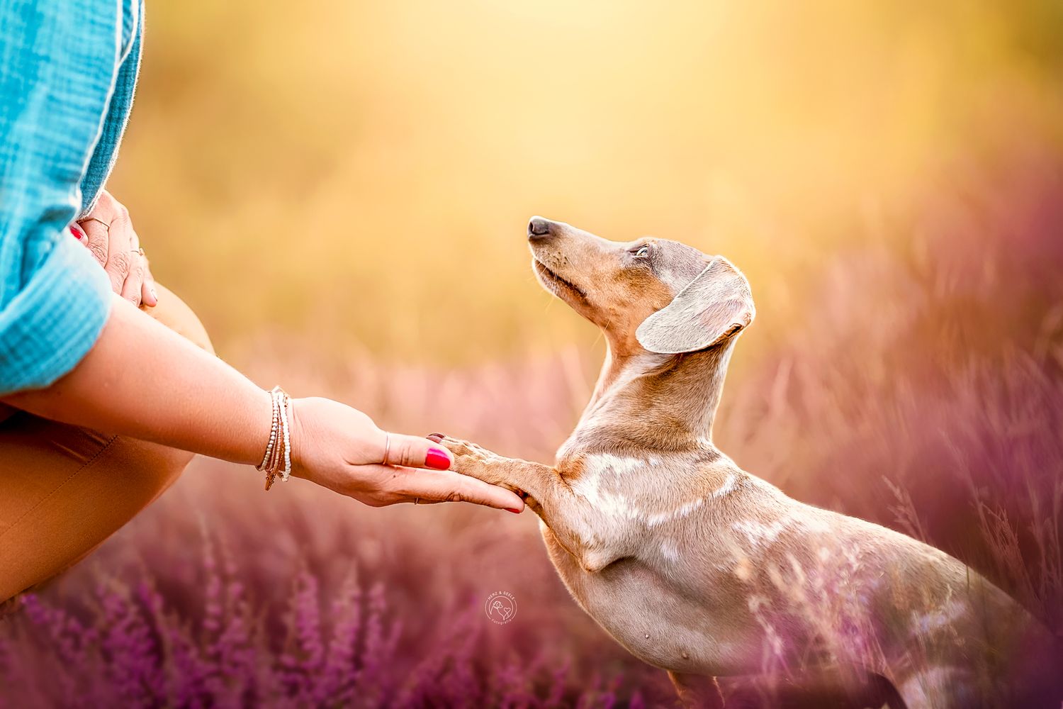 A dachshund dog shakes paws with a woman in a sunny purple heather field.