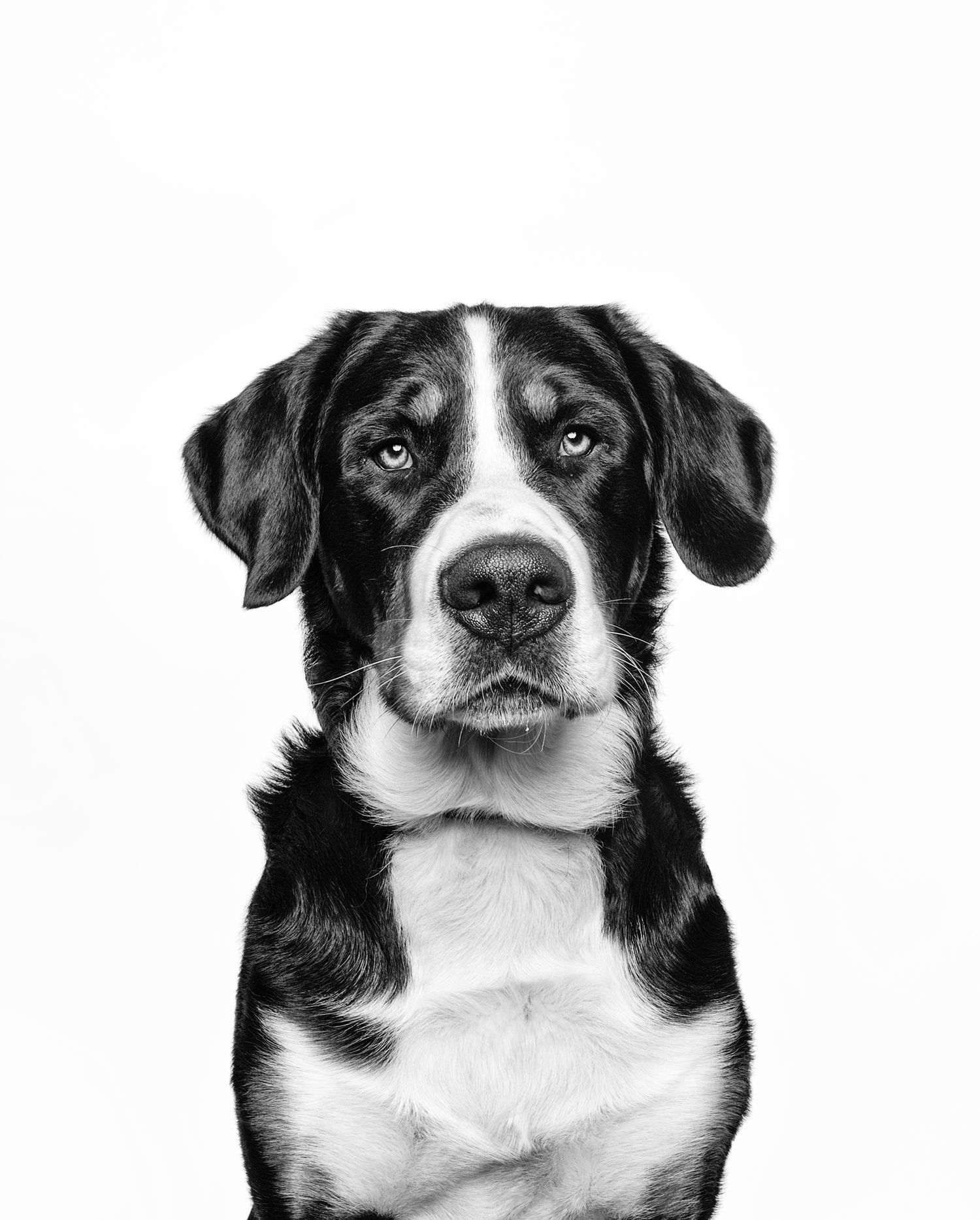 Black and white portrait of a Greater Swiss Mountain Dog looking directly at camera against white background.
