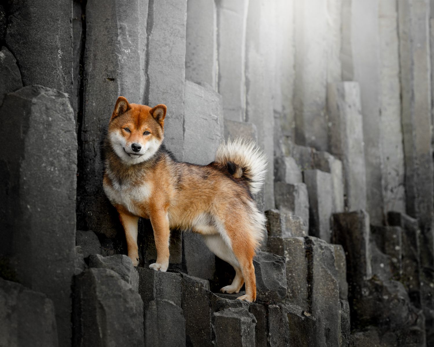 A red Shiba Inu dog standing proudly on dark basalt rock columns in dramatic lighting.