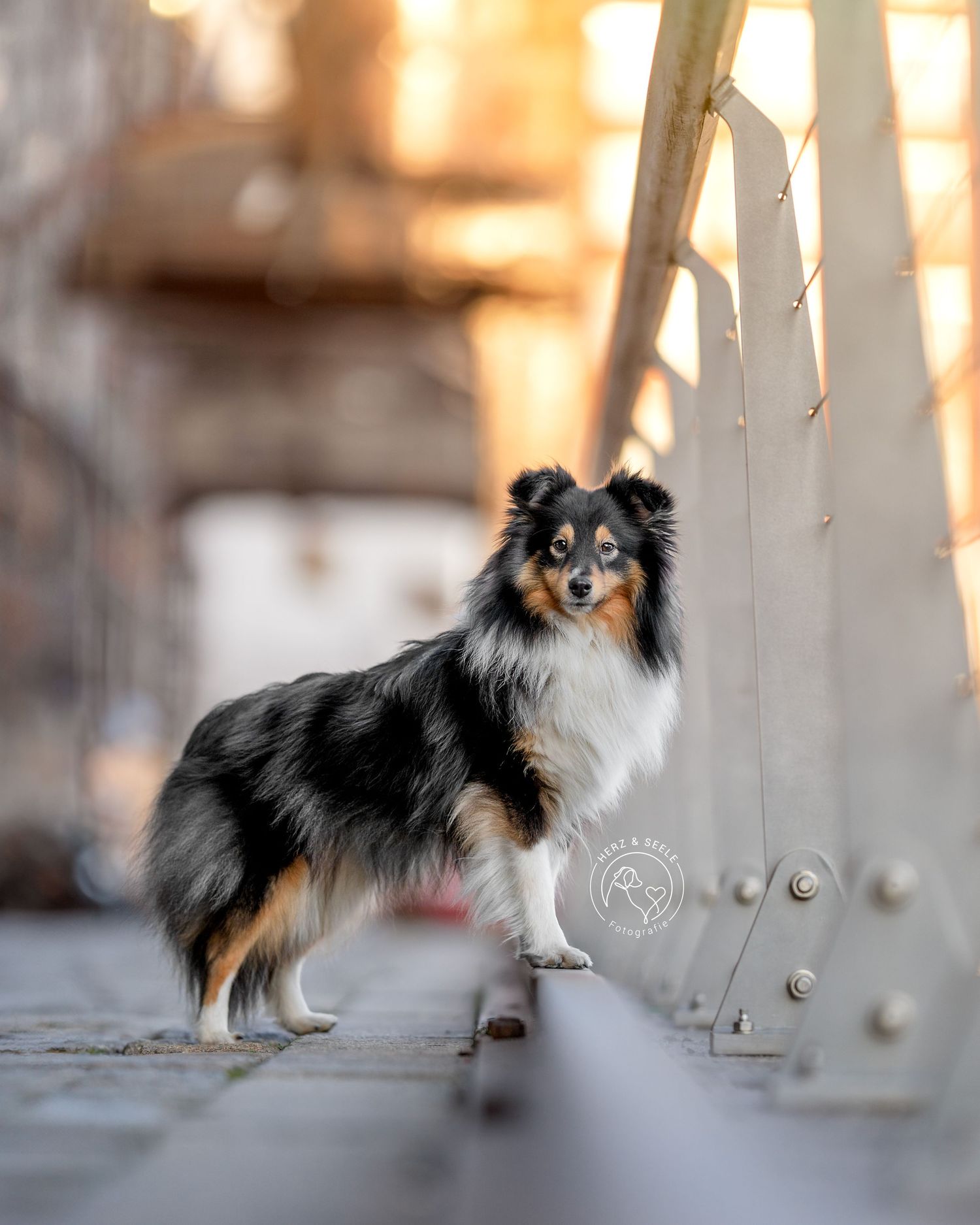 Ein Sheltie am Tempelhofer Hafen