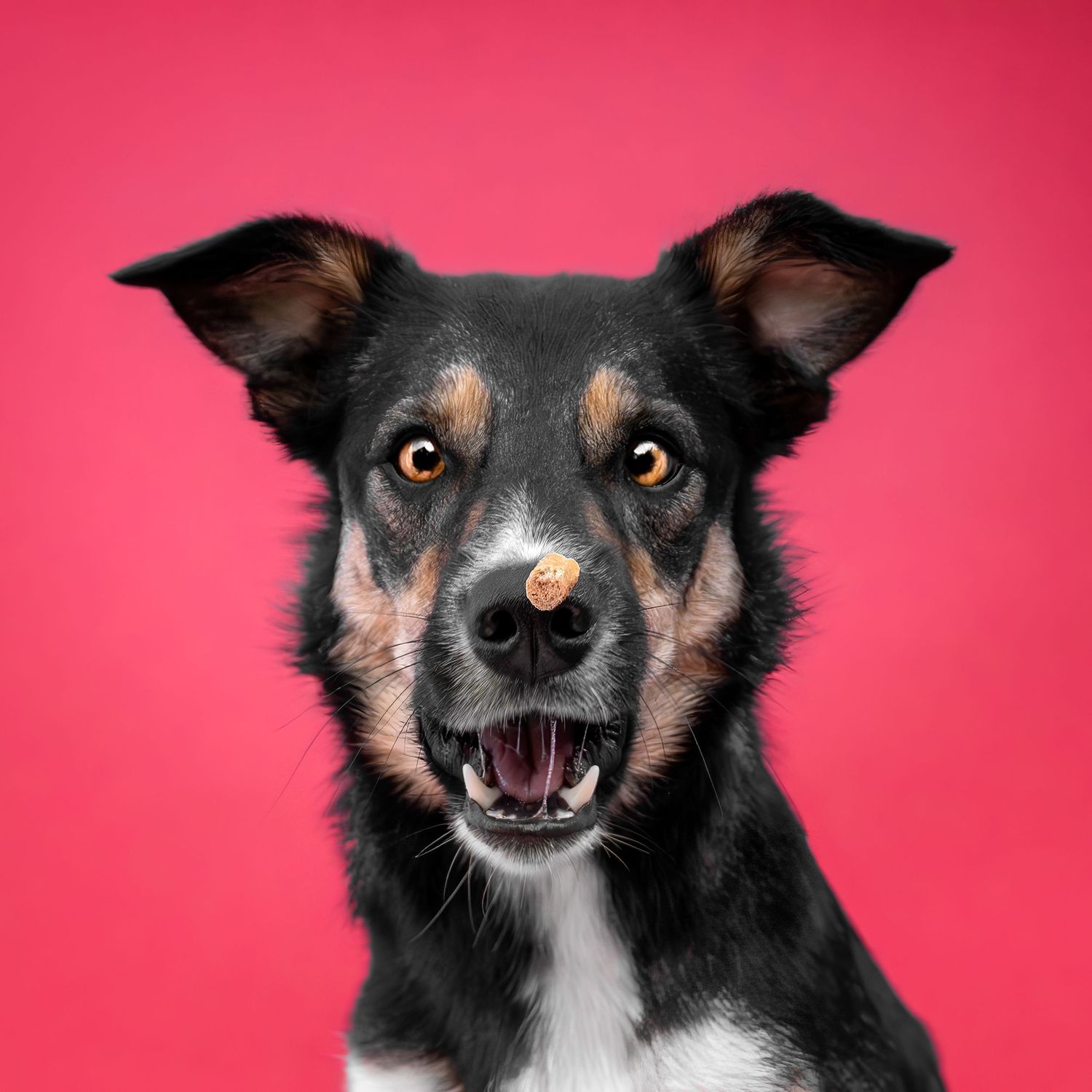 A happy black and tan dog with mouth open balancing a treat on its nose against a vibrant pink background.