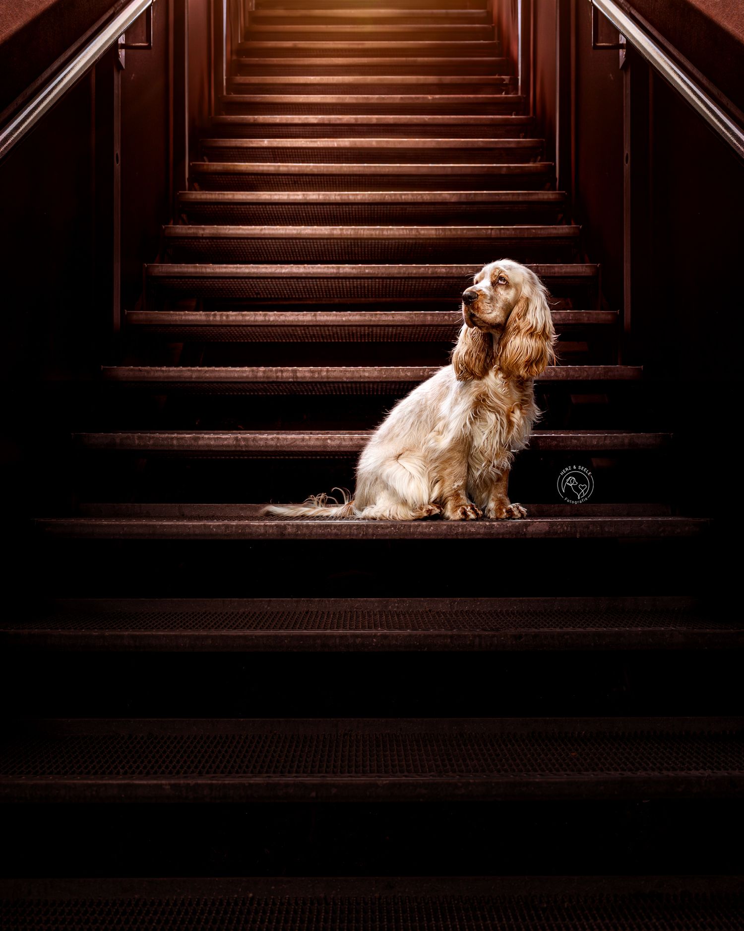 A golden Cocker Spaniel sits regally on dark wooden stairs in dramatic moody lighting.