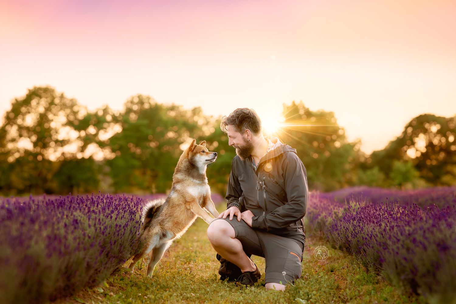 Man kneels face-to-face with Shiba Inu dog standing on hind legs in lavender field at sunset.