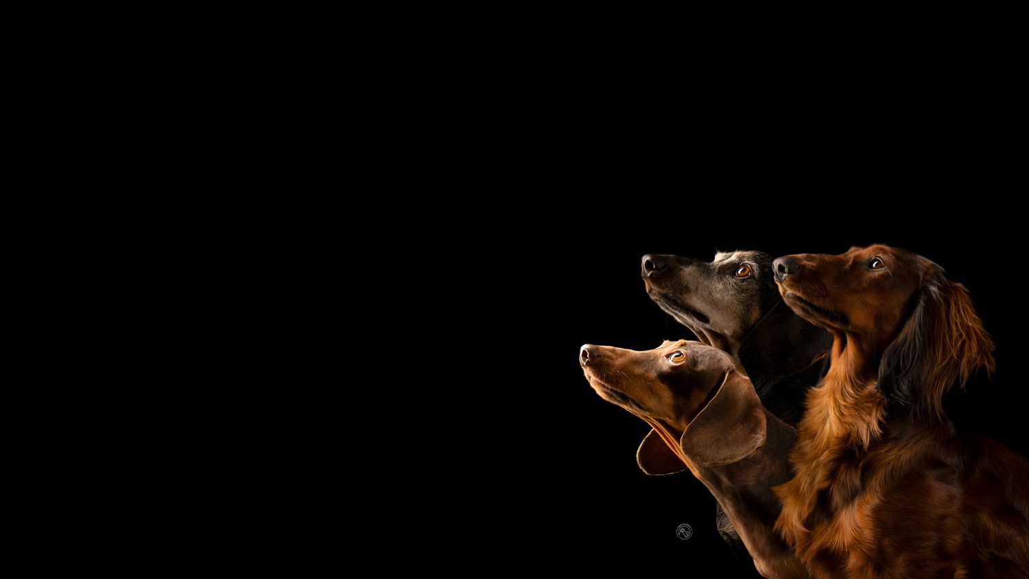 Three dachshund dogs with glossy coats looking upward against a dramatic black background.