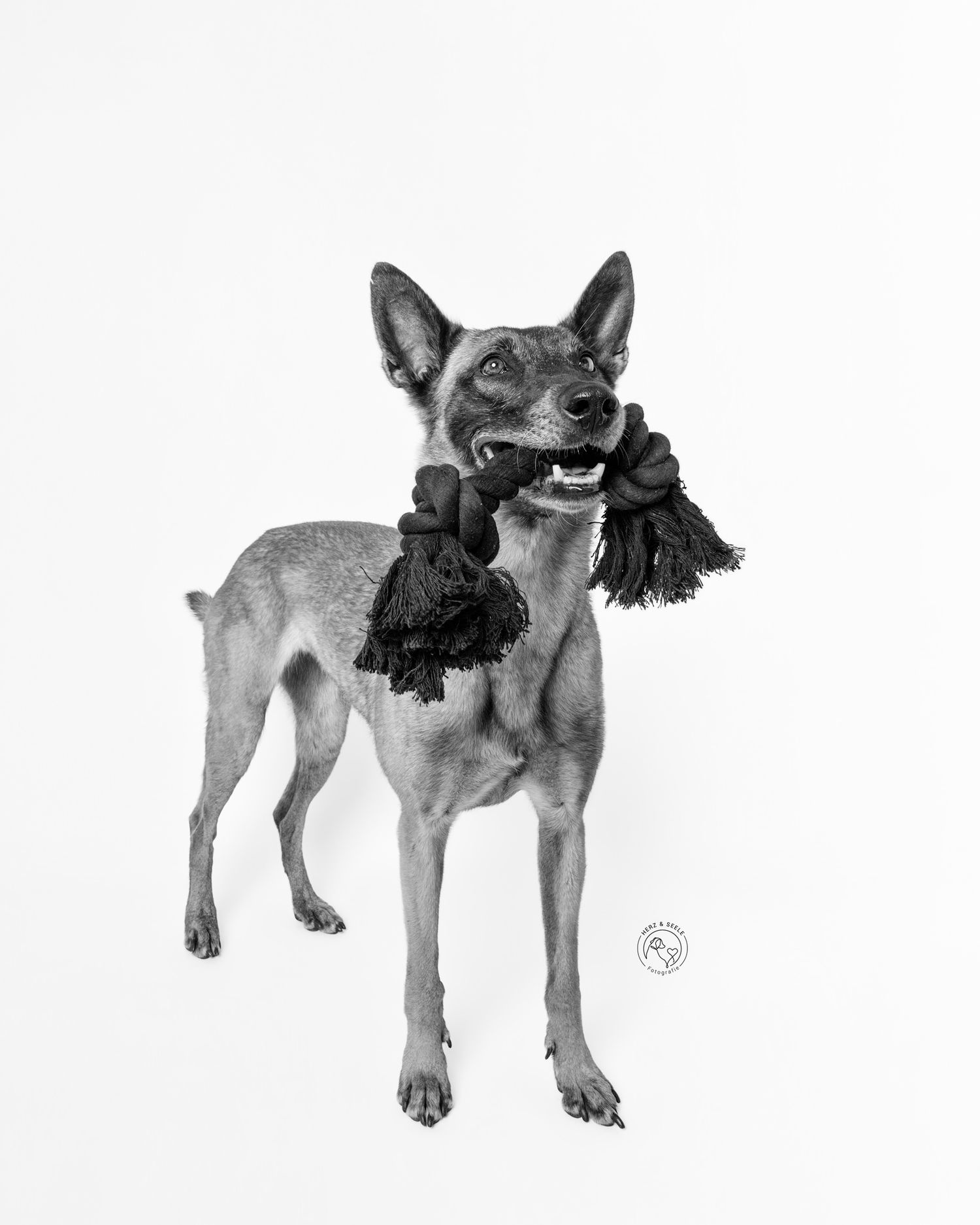 Black and white photo of a playful dog holding a rope toy in its mouth while standing against a white background.