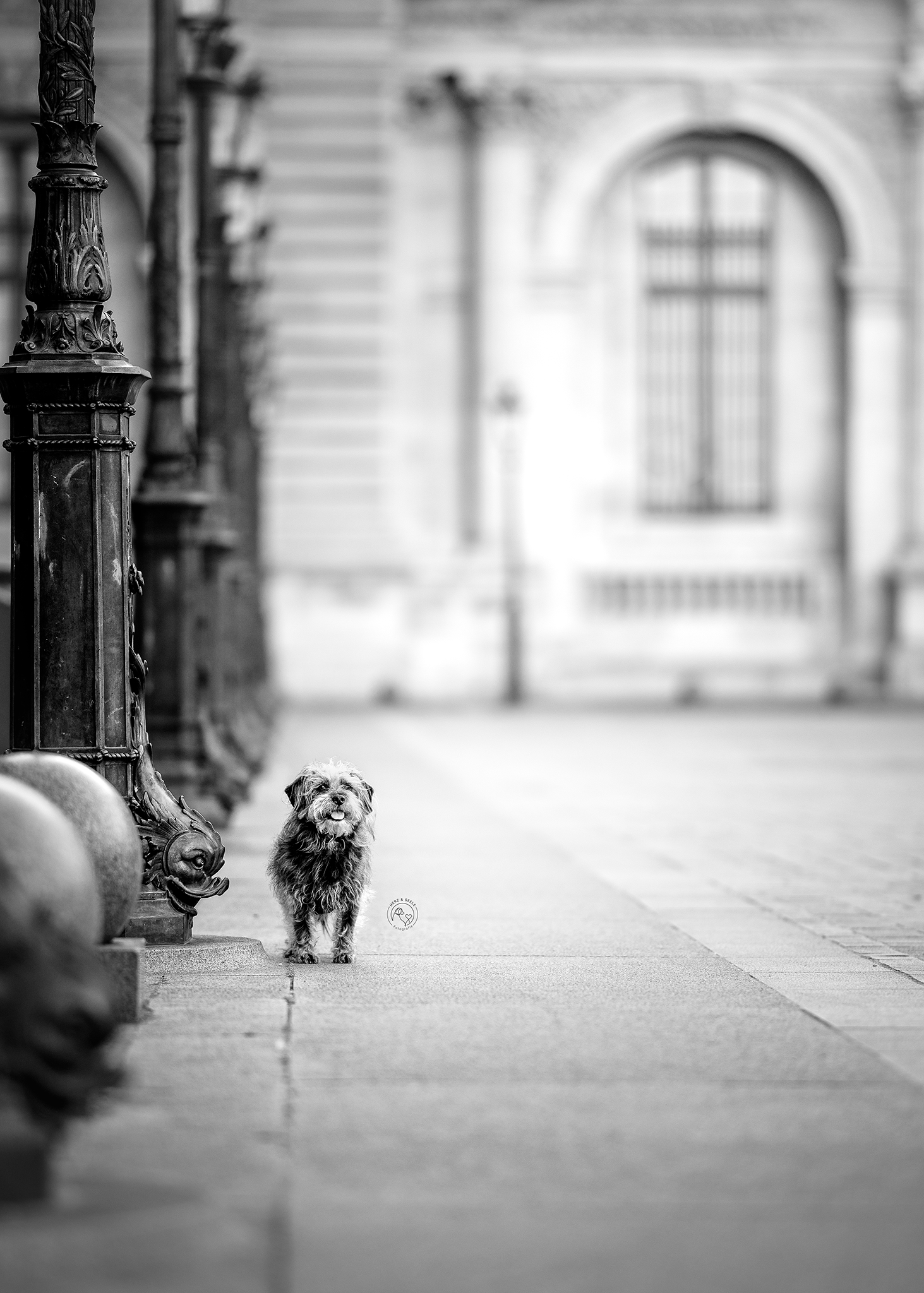 Small scruffy terrier dog standing alone on a cobblestone street in a black and white urban photograph.