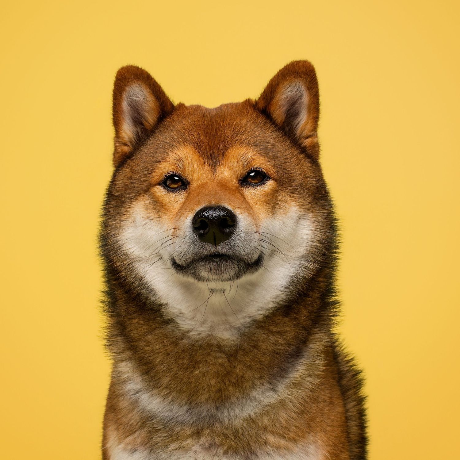 A happy Shiba Inu dog with red and white fur poses against a bright yellow background in a professional portrait.