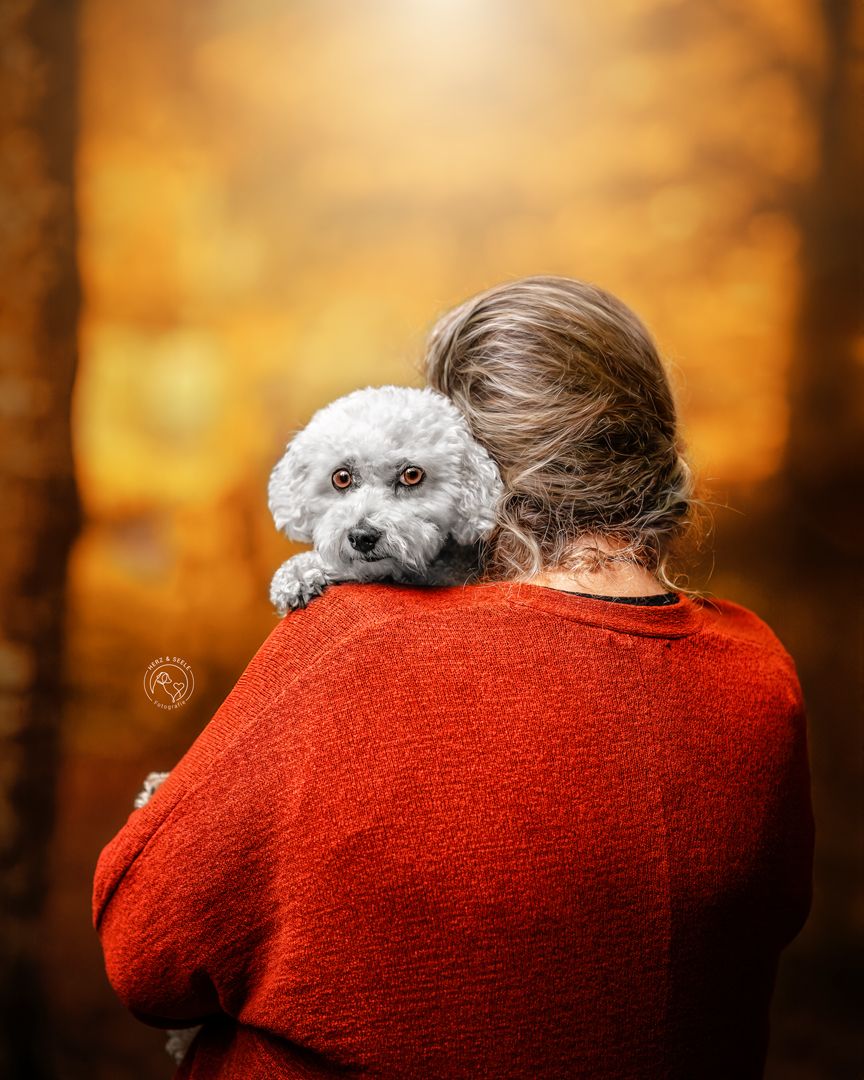 A white fluffy Bichon Frise rests on the shoulder of a person in a red sweater against a golden autumn bokeh background.
