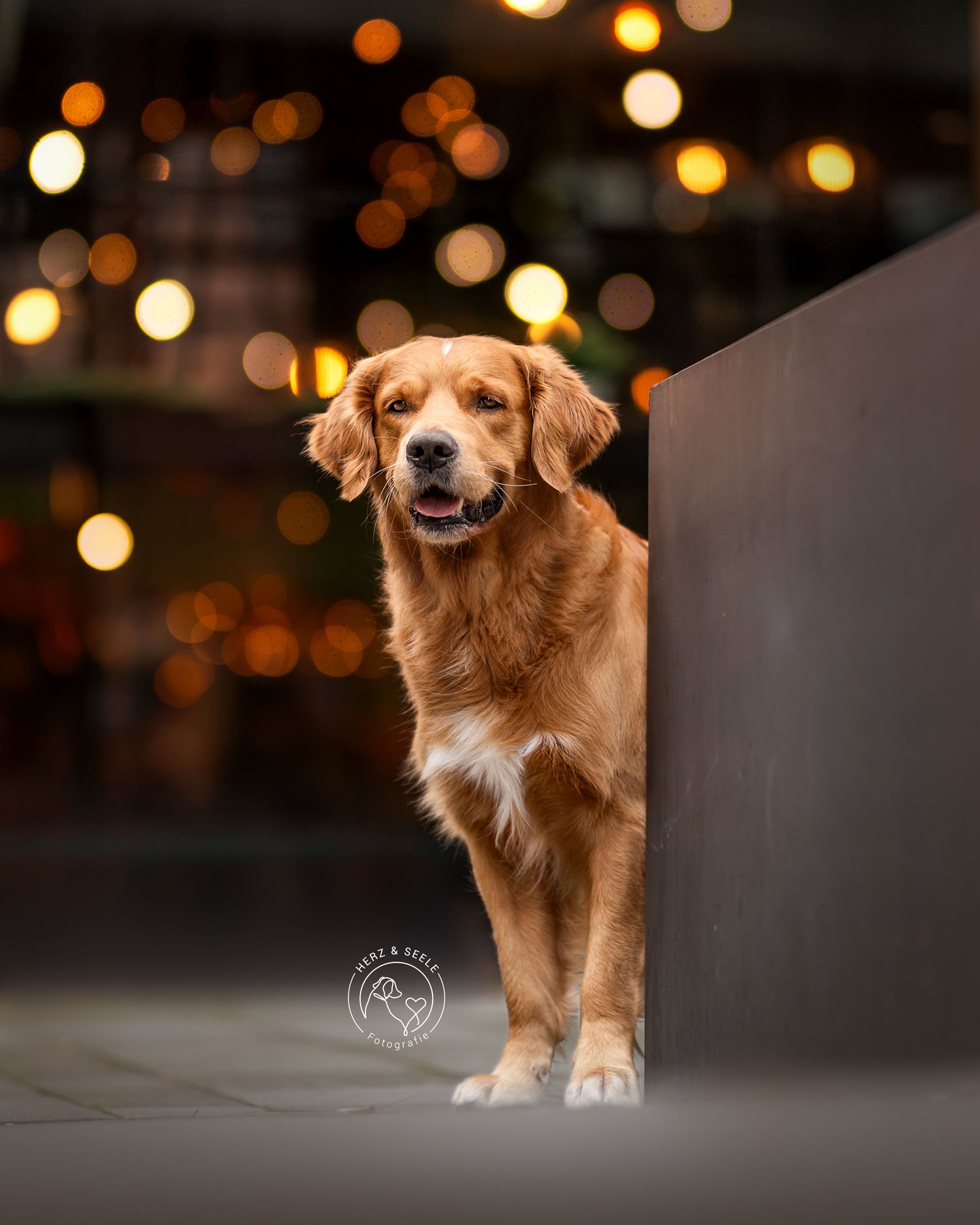A golden retriever peeks around a metal barrier with bokeh city lights glowing in the background.