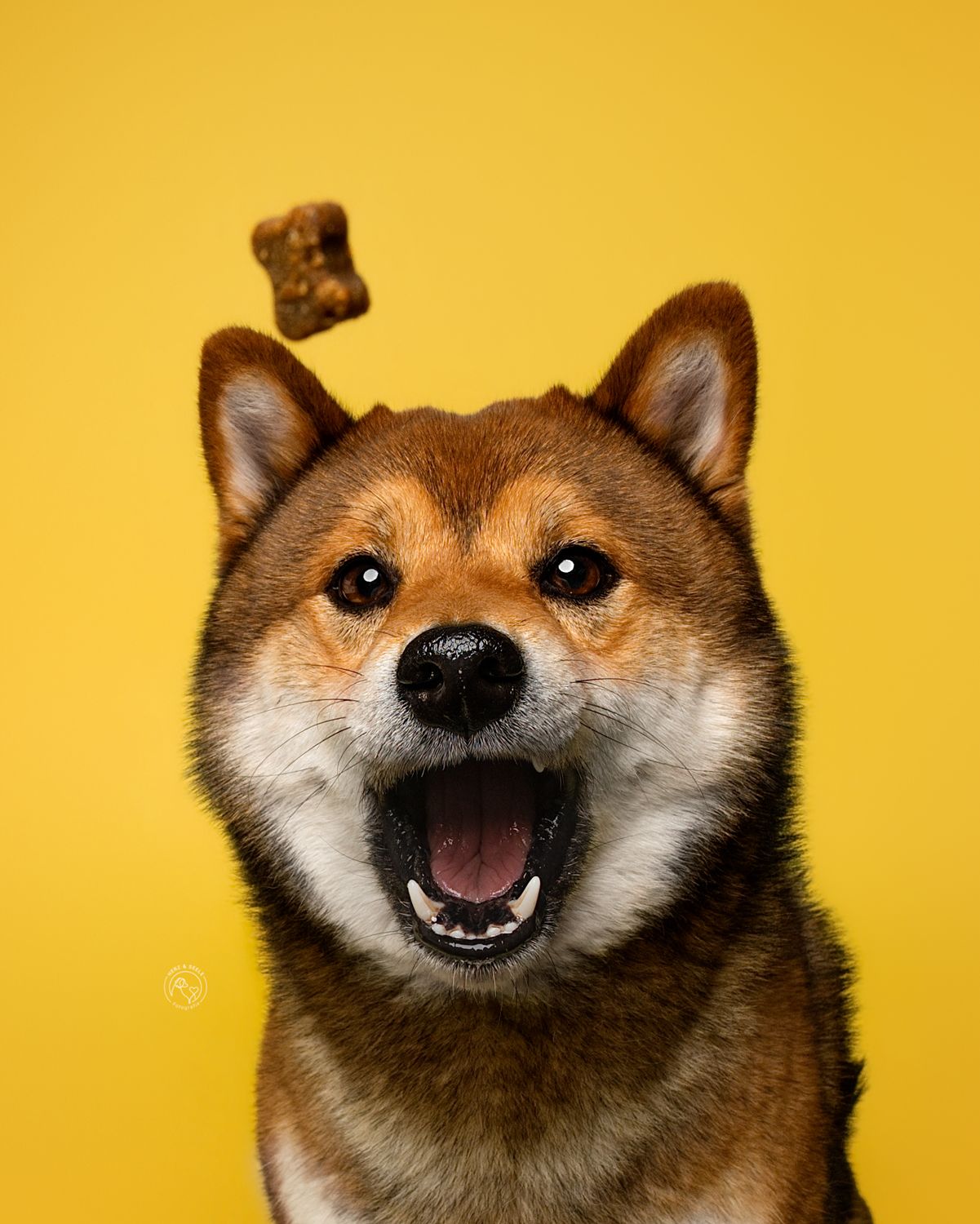 Studio Portrait eines Hundes der ein Leckerlie fängt