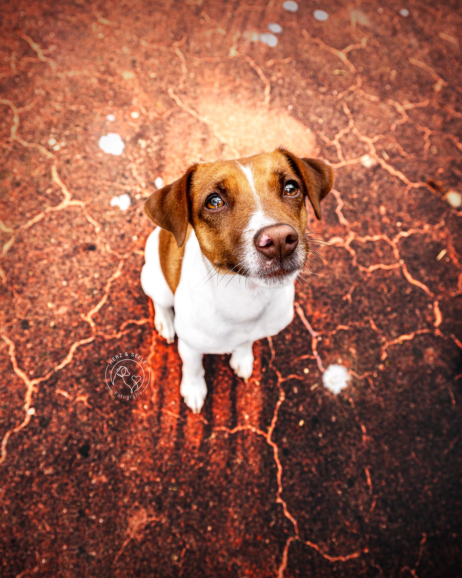 Ein Jack Russell Terrier in einer Industrial Location