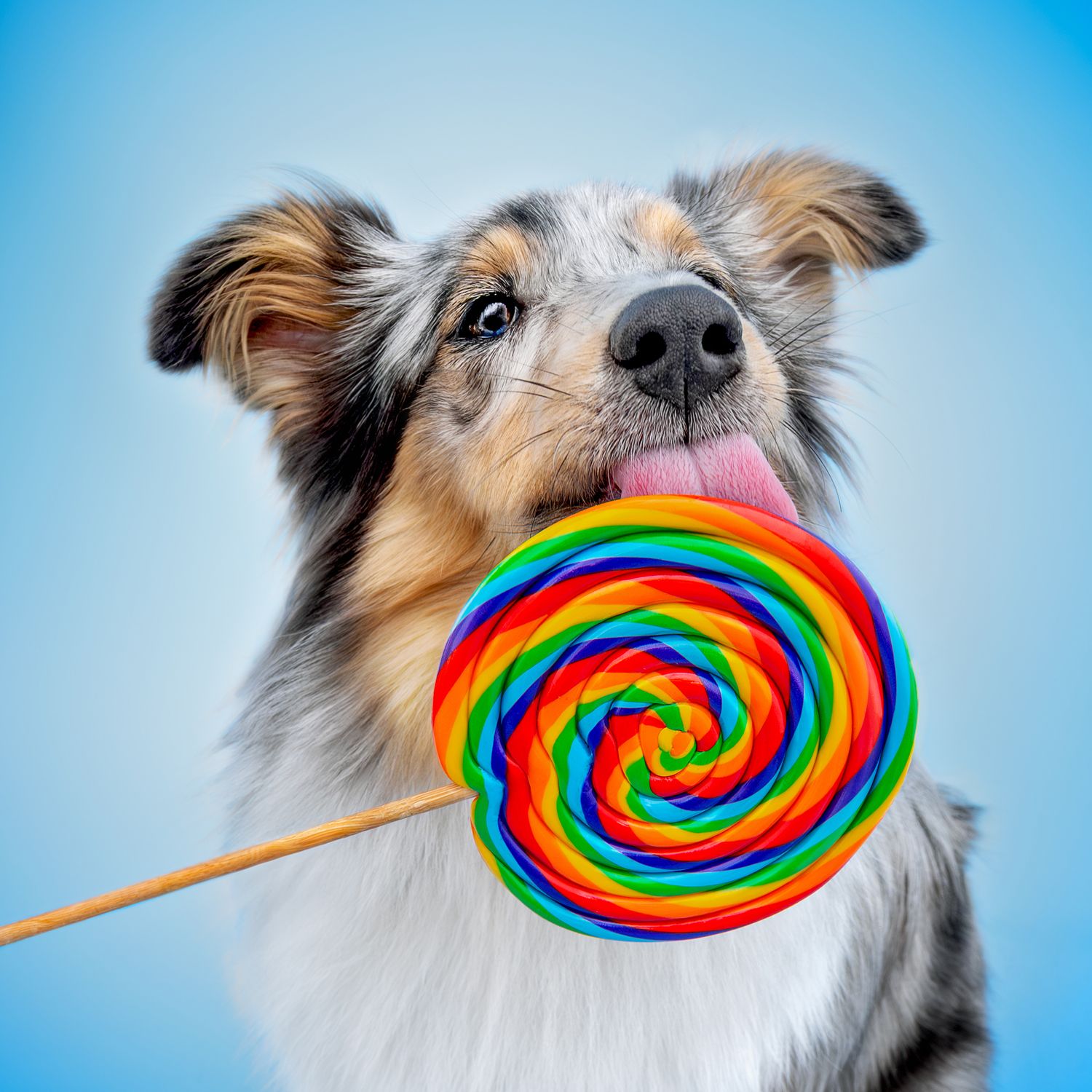 A fluffy Australian Shepherd dog licking a colorful rainbow swirl lollipop against a light blue background.