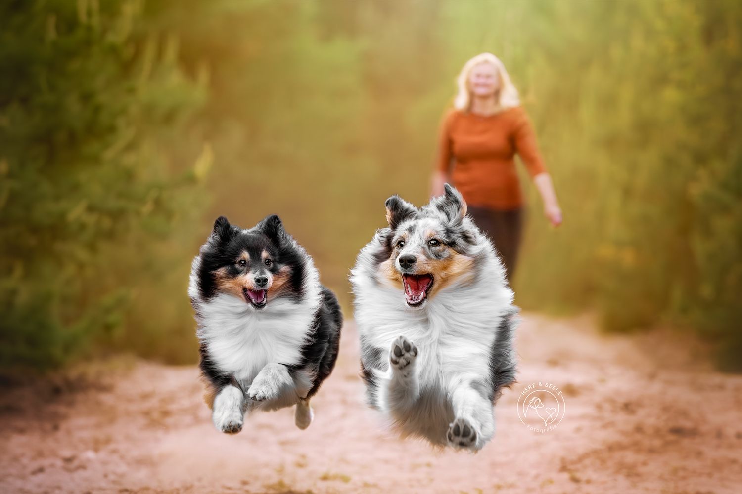 Two happy Shetland Sheepdogs run toward the camera on a dirt path with a woman behind.