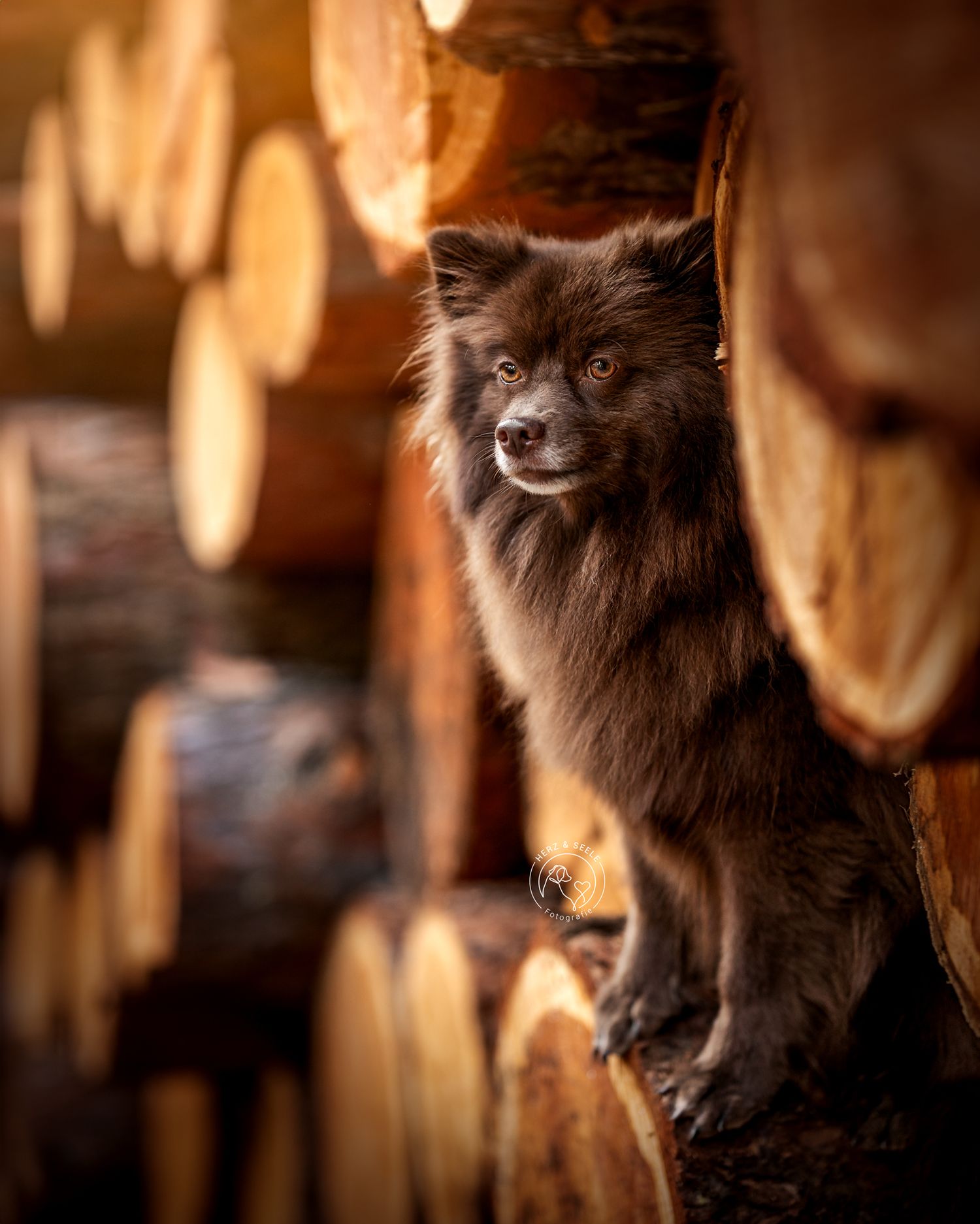 A fluffy black Spitz peeks out from between a stack of golden wooden logs in warm lighting.