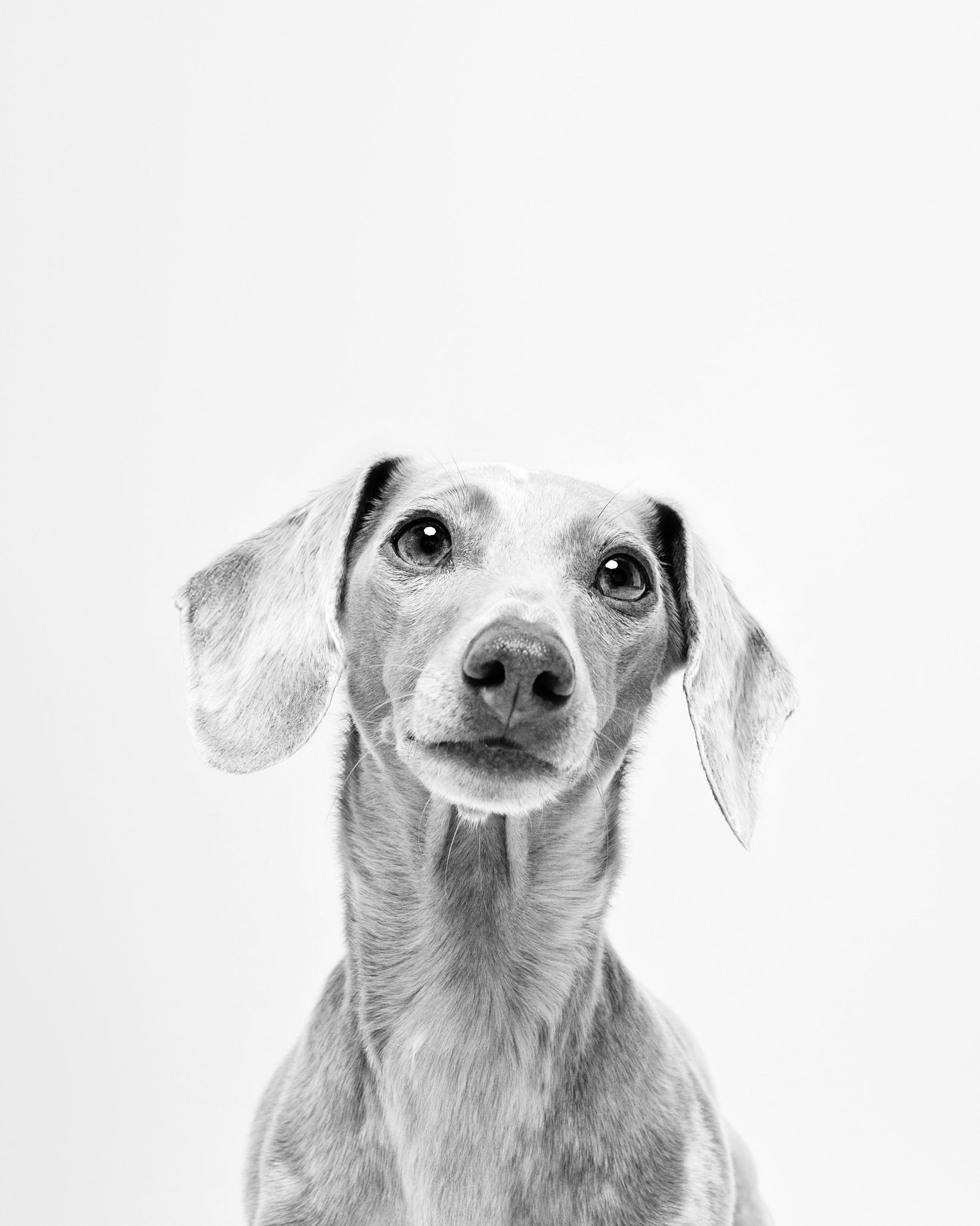 Black and white portrait of an adorable dachshund  looking at camera with soulful eyes.