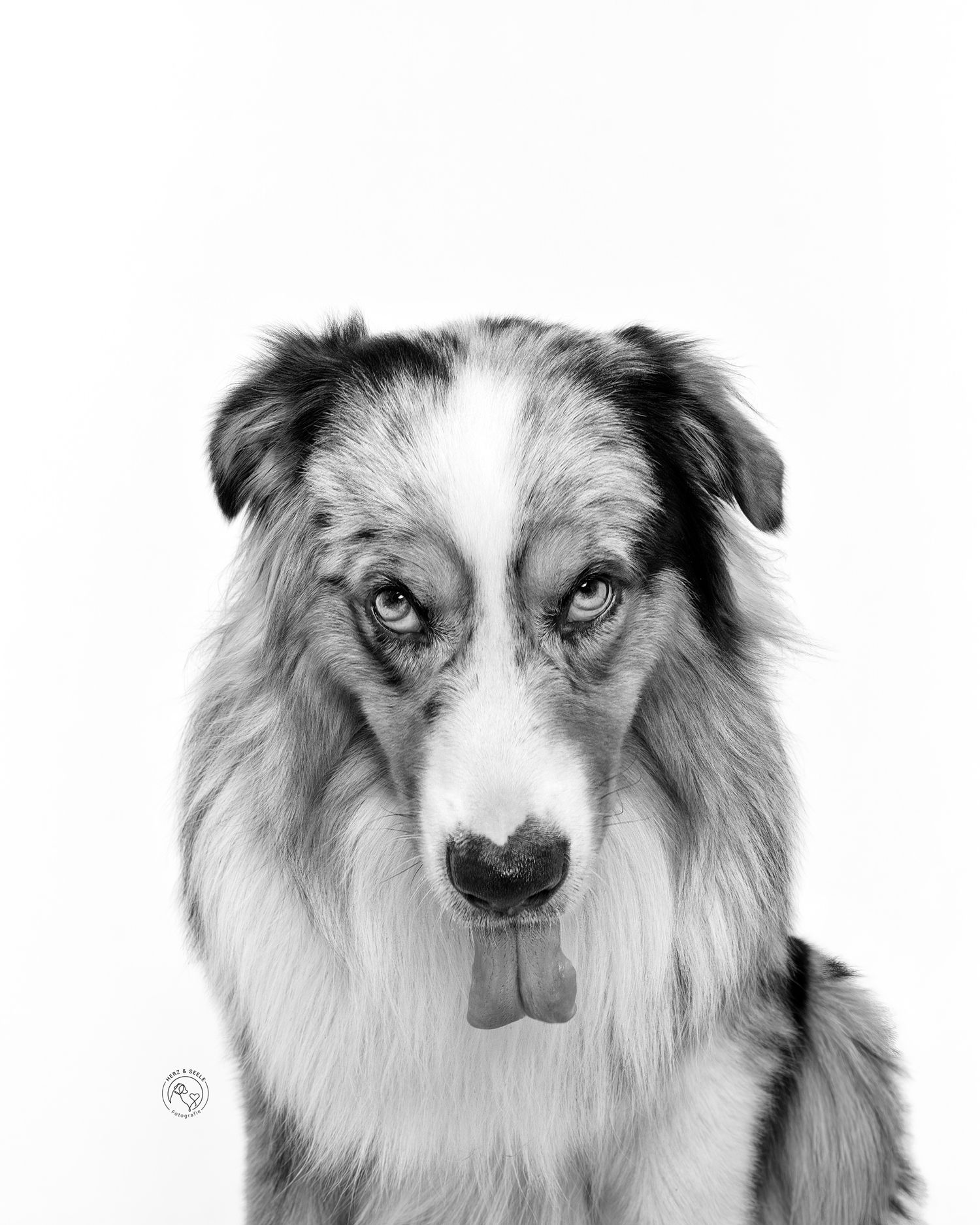 Black and white portrait of an Australian Shepherd dog with tongue out against white background.