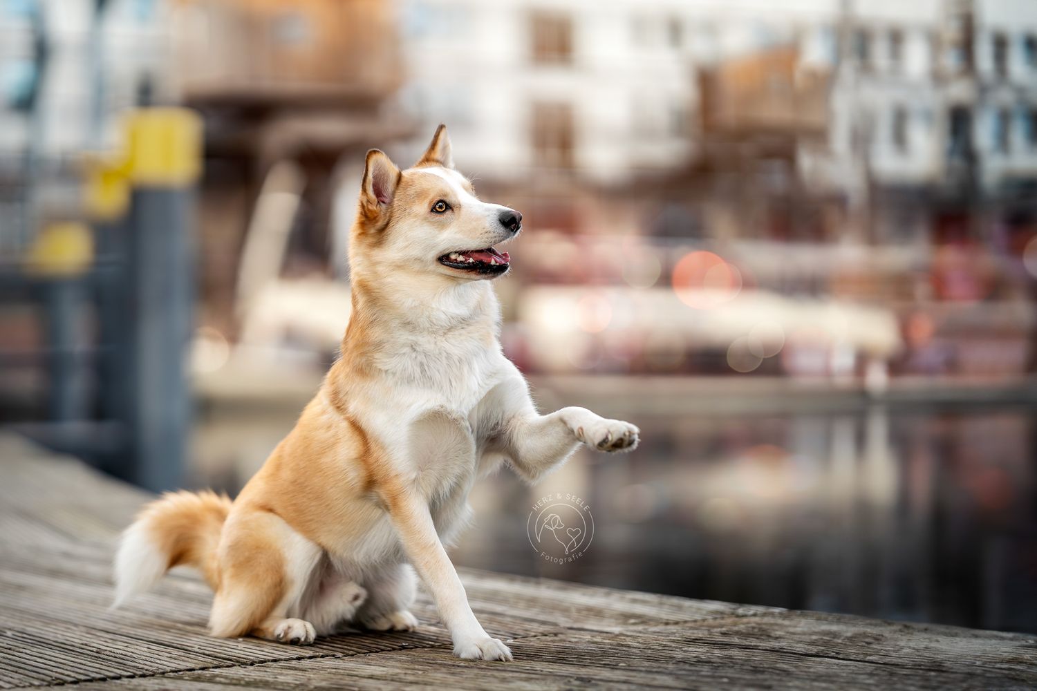 Ein Pomsky am Tempelhofer Hafen in Berlin