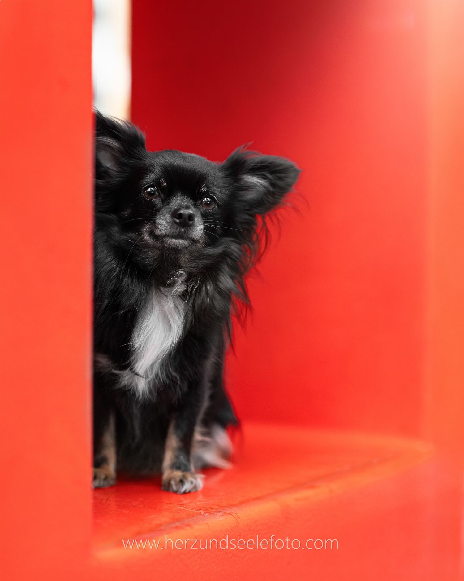 Portrait eines Chihuahuas