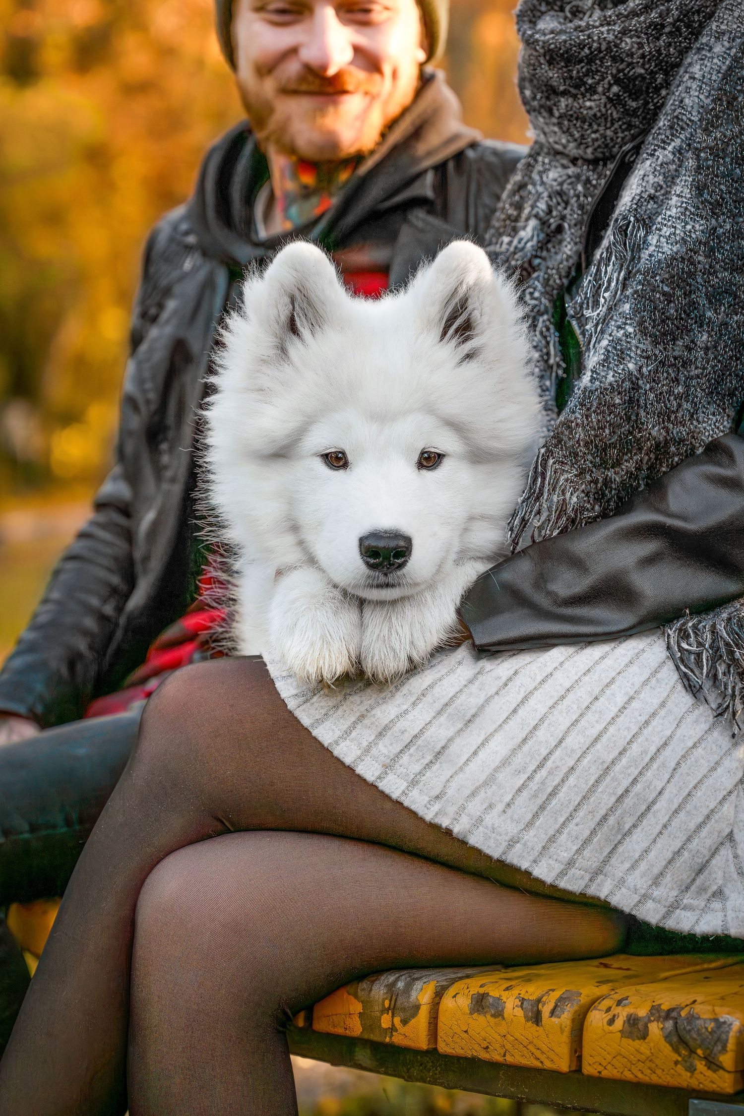 Fluffy white Samoyed puppy sitting between a couple on a bench in an autumn park.