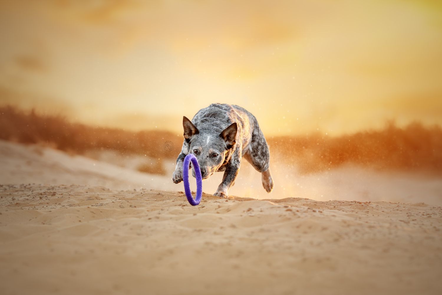 An Australian Cattle Dog running on sandy ground carrying a purple ring toy at sunset.