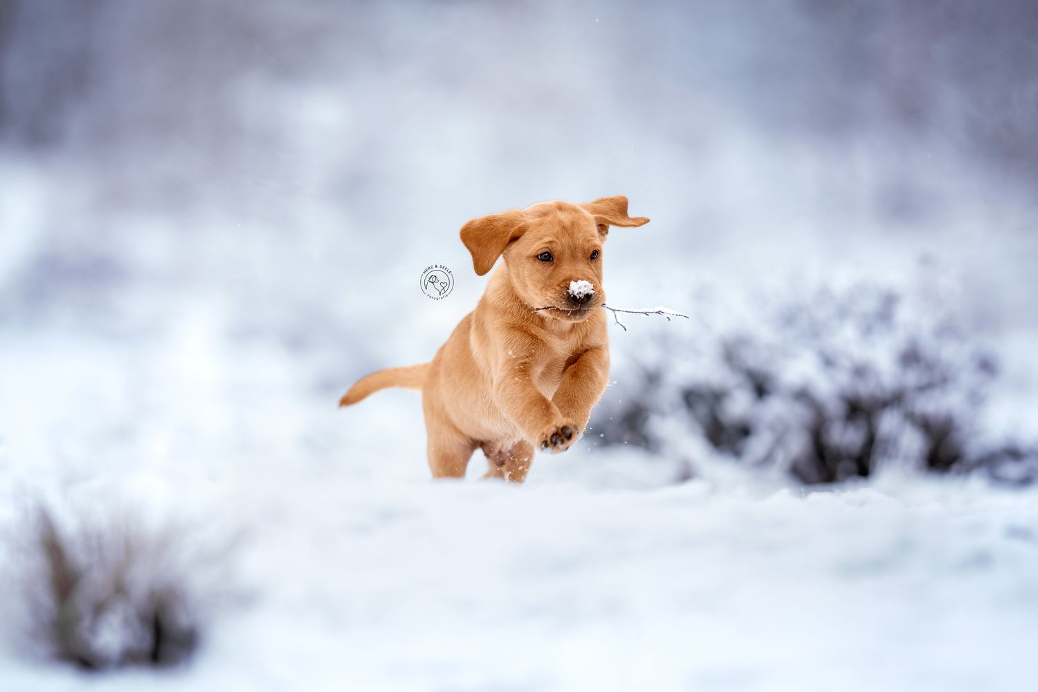 Outdoor Aufnahme eines Labrador Welpen im Winter