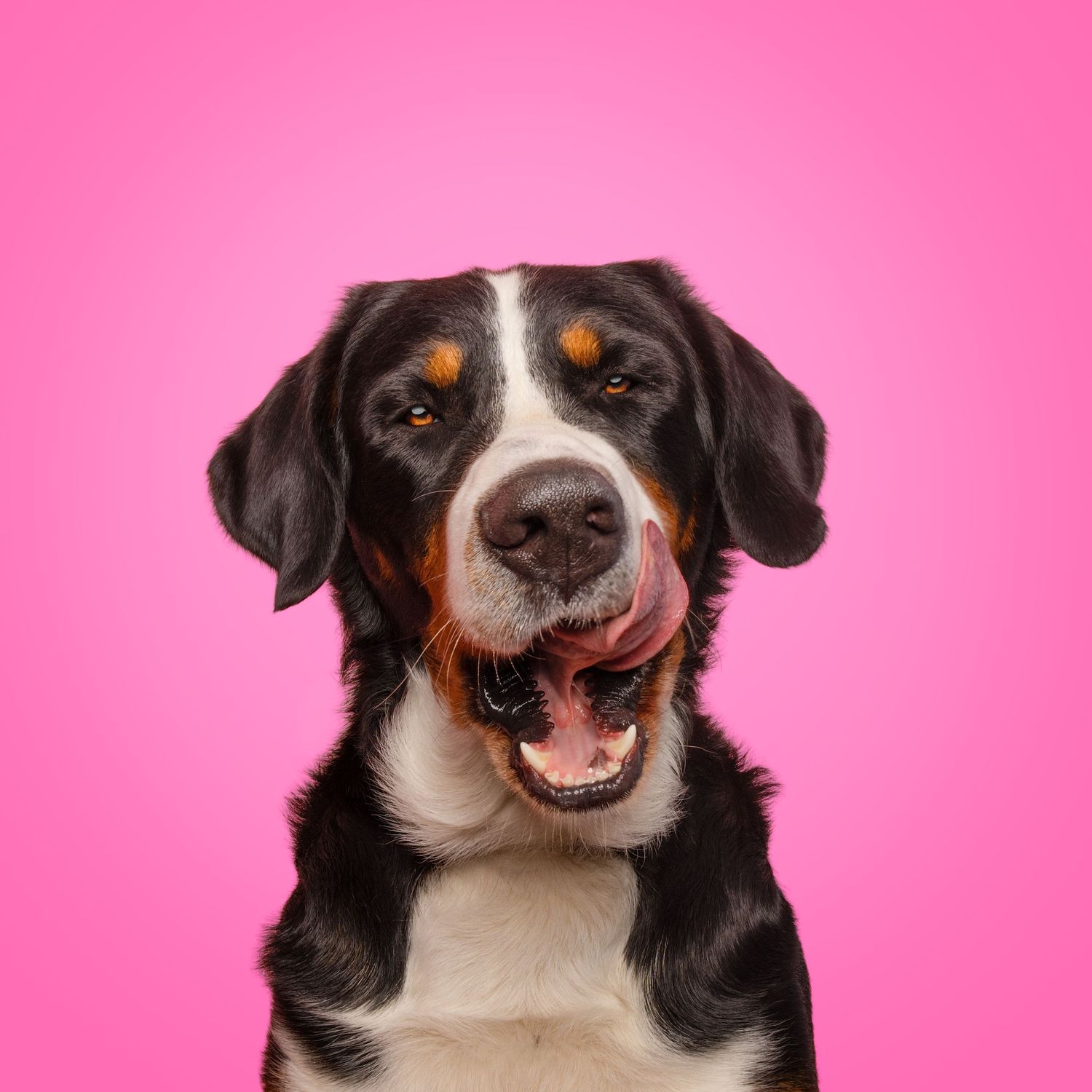 A happy Greater Swiss Mountain Dog licks its nose against a vibrant pink background.