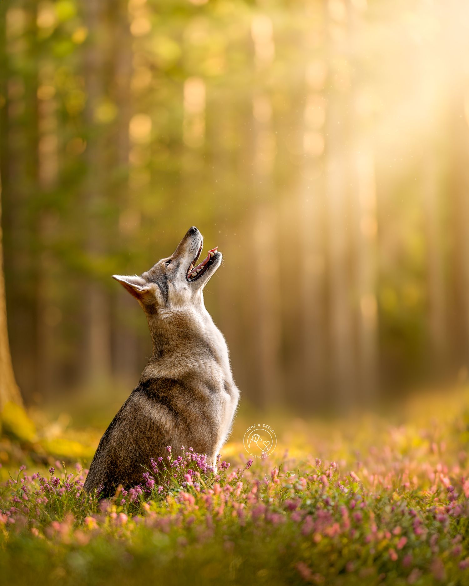 A wolf-like dog howls toward the sky in a magical sunlit forest surrounded by blooming purple heather.
