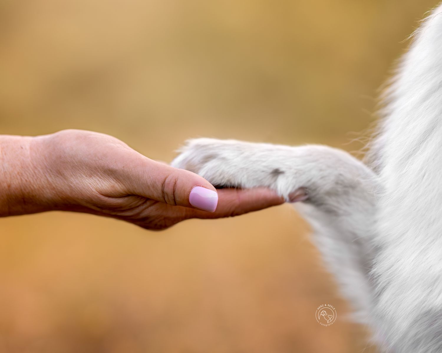 A human hand gently holds a white dog paw in a warm bokeh background.