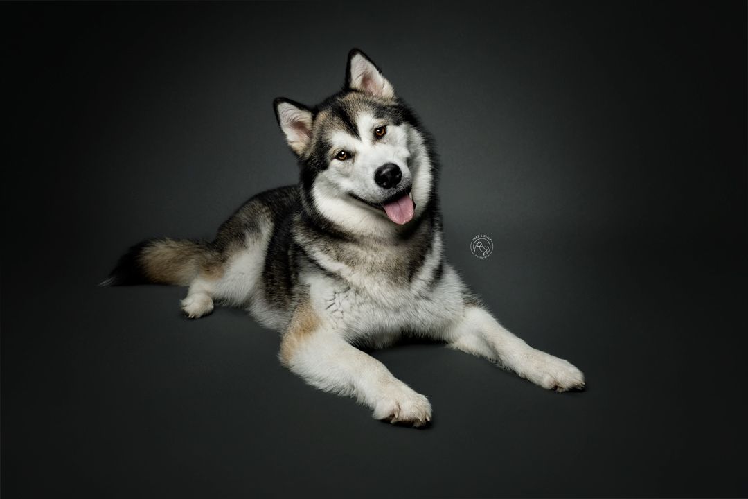Portrait eines Hundes im Studio auf schwarzem Hintergrund