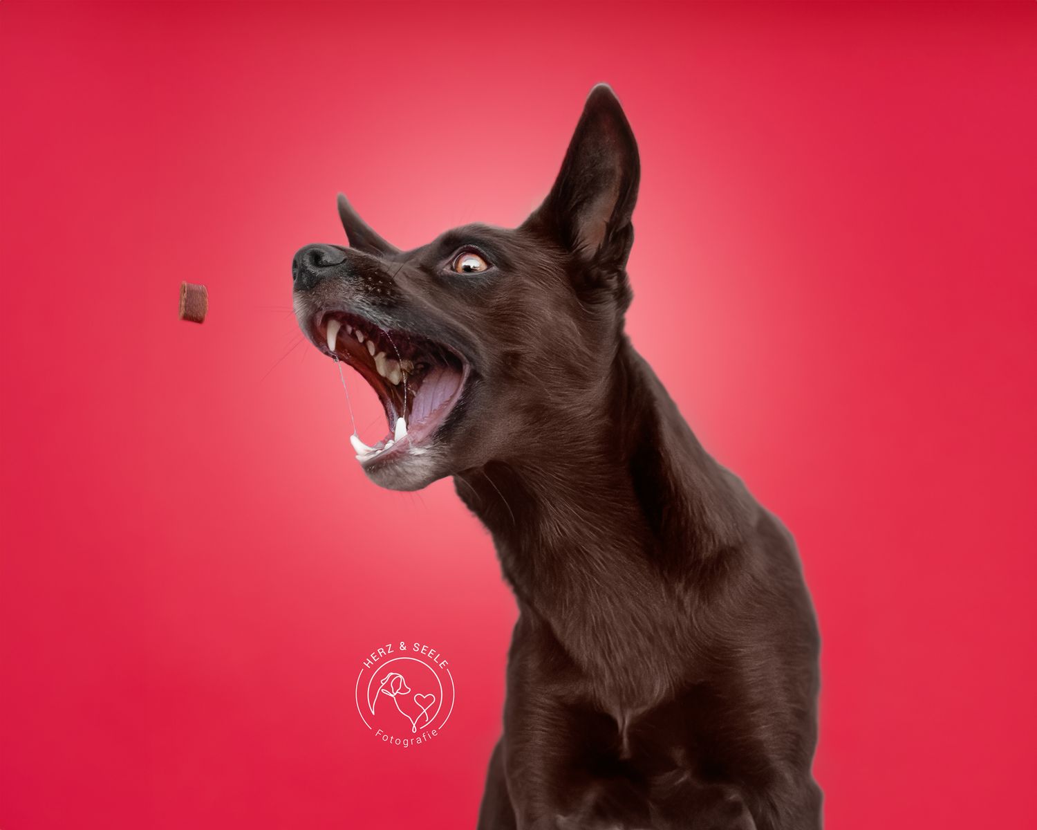 A dark brown dog catching a treat with mouth wide open against a red background.
