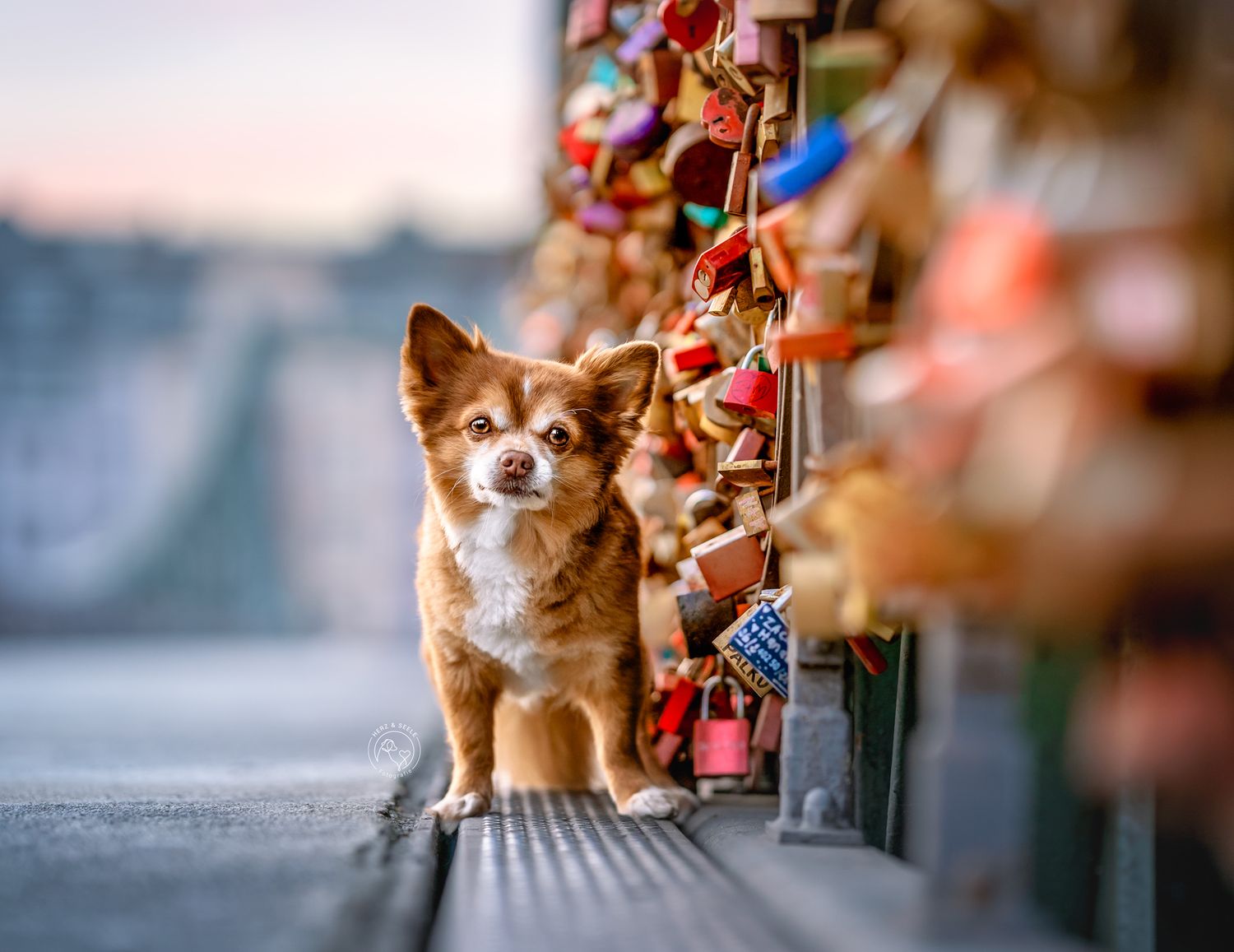 A small brown chihuahua dog sits on a bridge railing surrounded by colorful love padlocks at dusk.