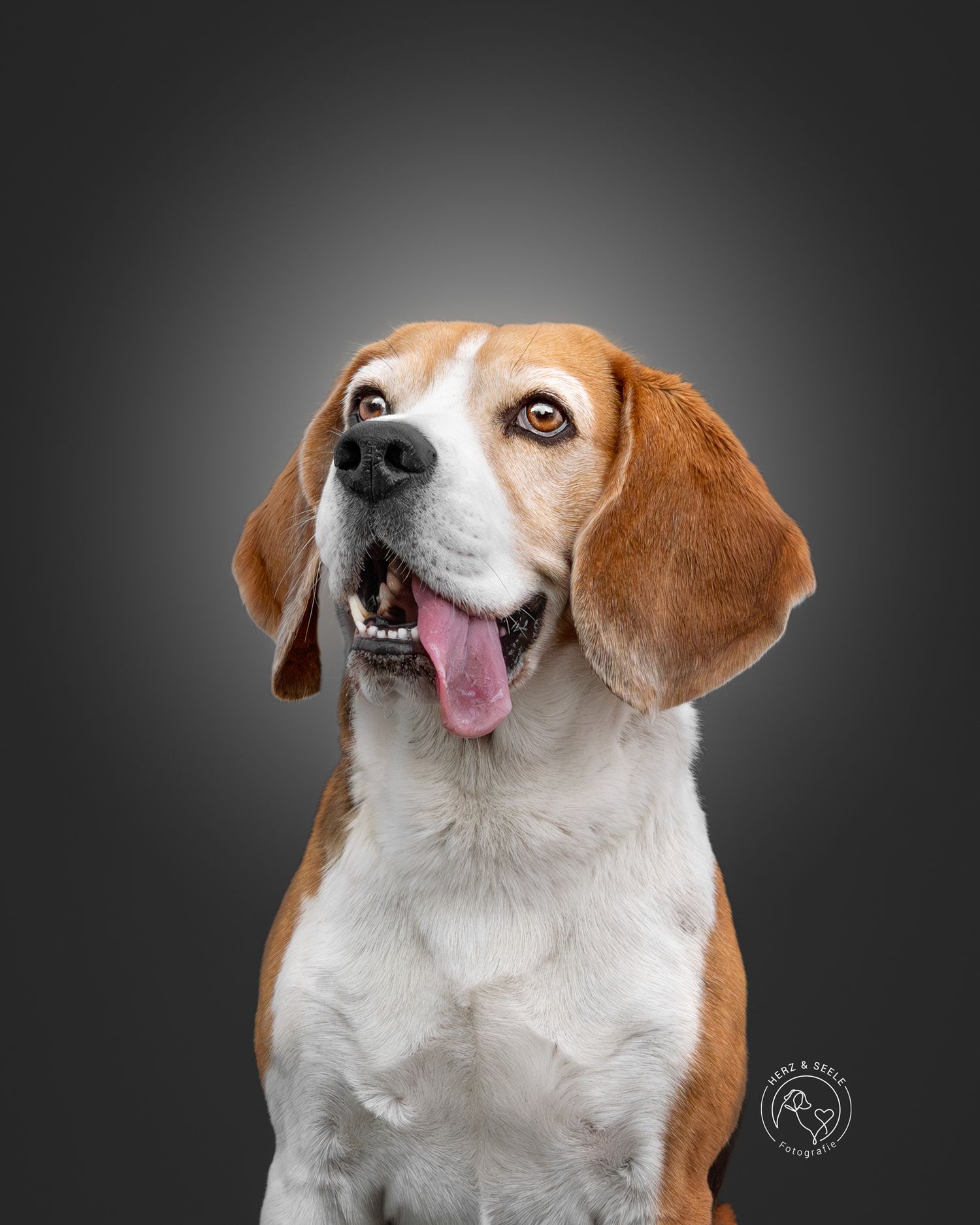 Ein Beagle mit heraushängender Zunge im Studio fotografiert