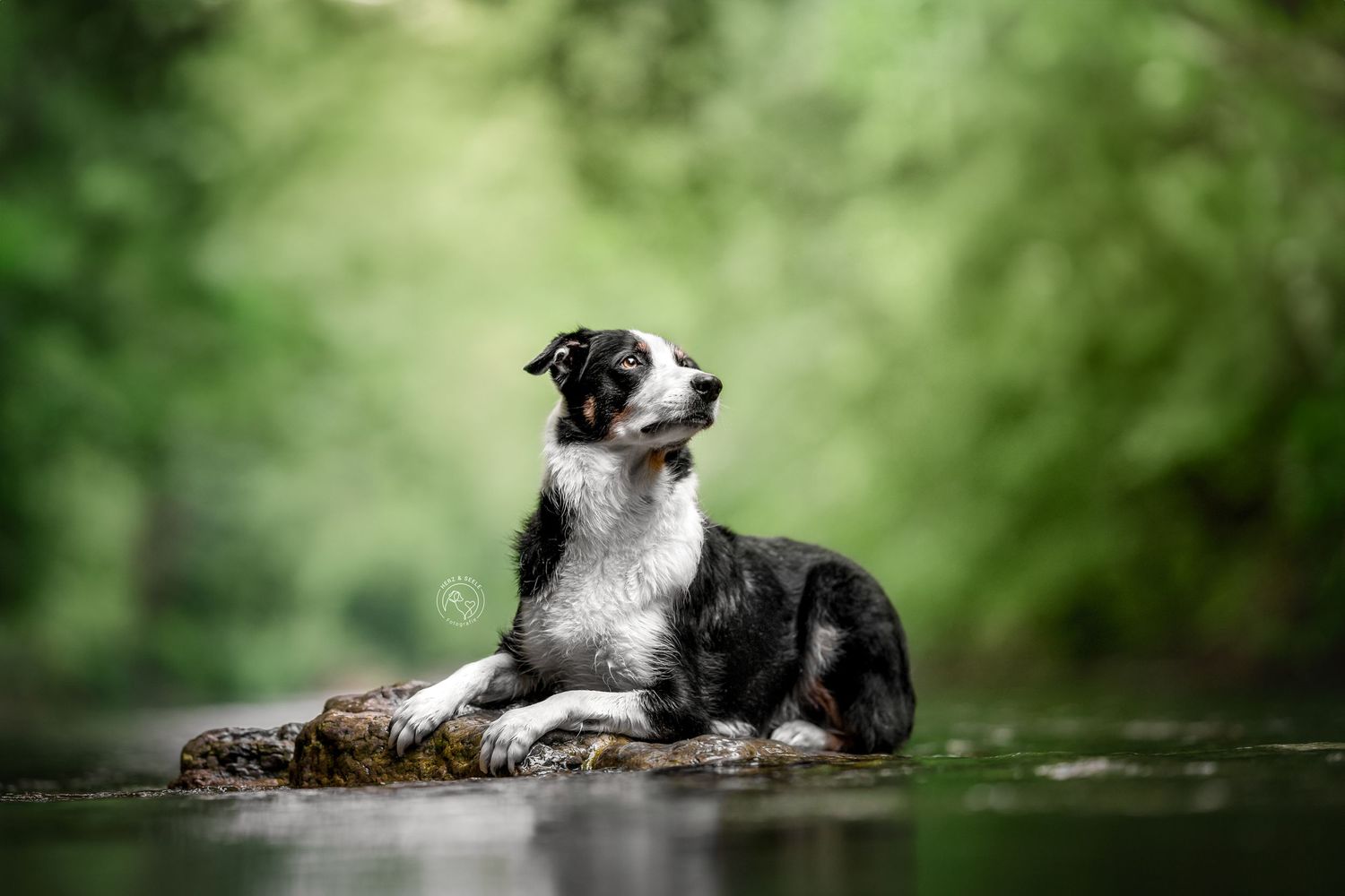 A black and white Border Collie lying on rocks in a serene green forest river.