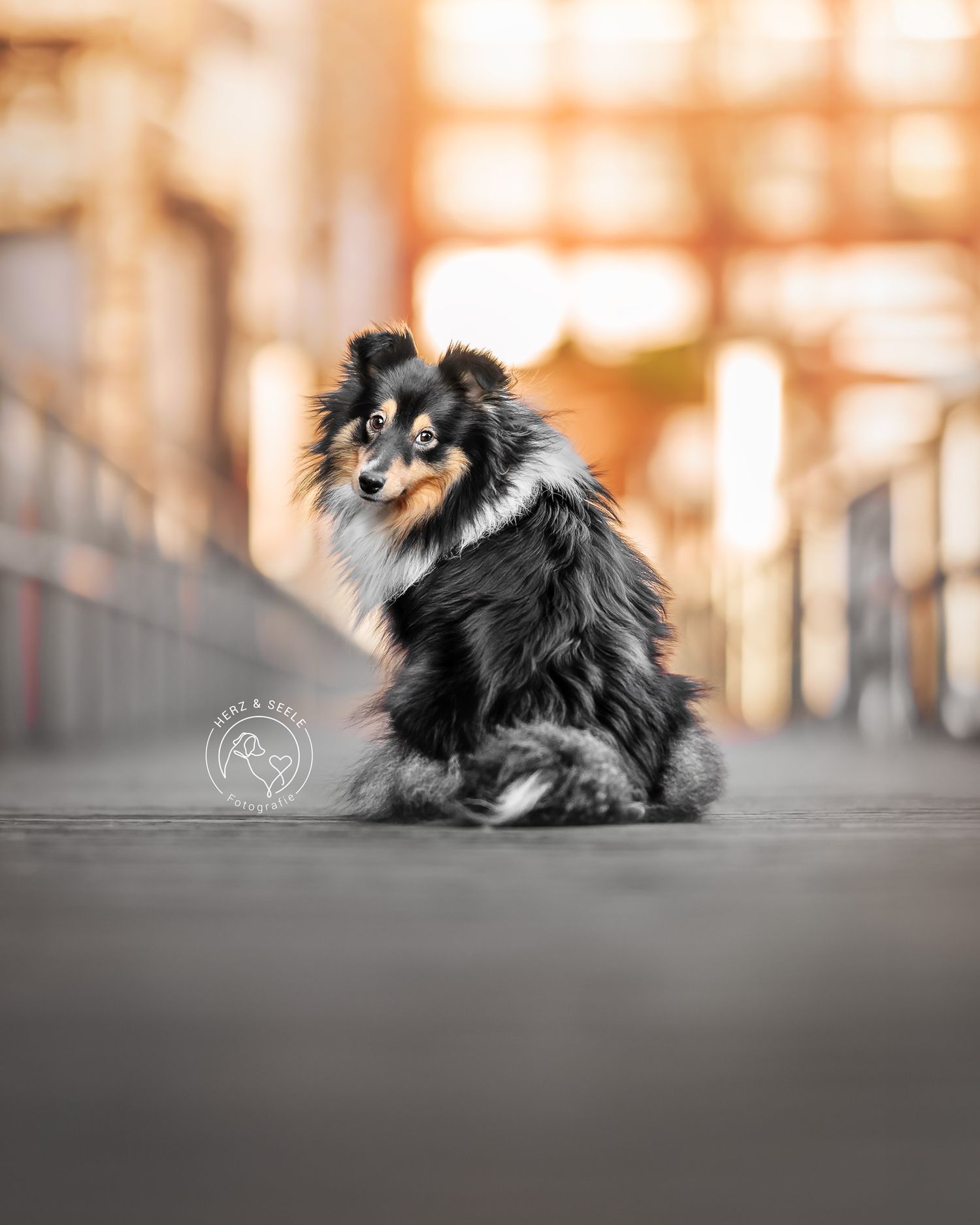 Ein Sheltie in einer Stadt-Umgebung der sitzt und nach hinten schaut