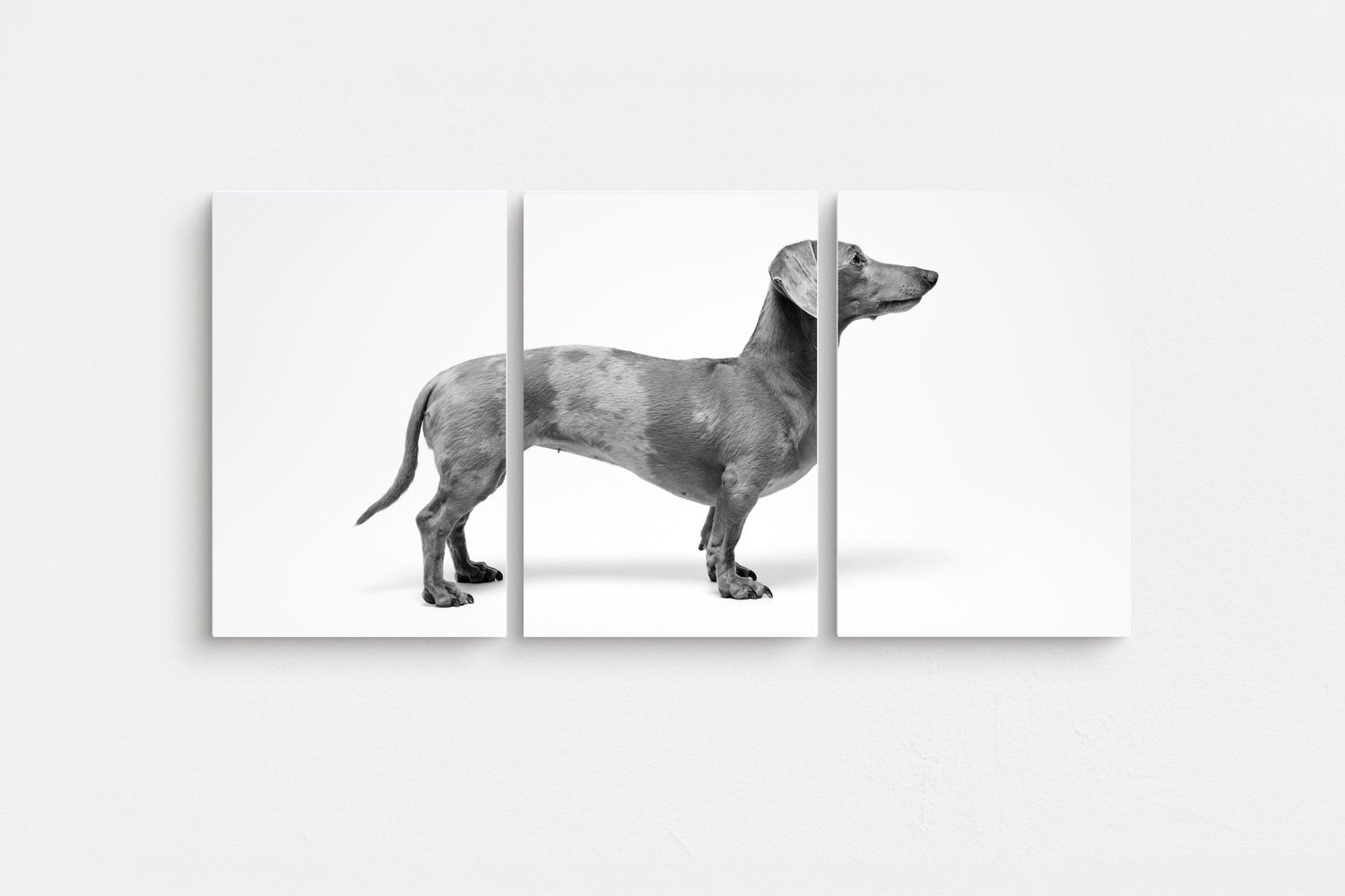 Black and white dachshund dog portrait split across three canvas panels on white background.