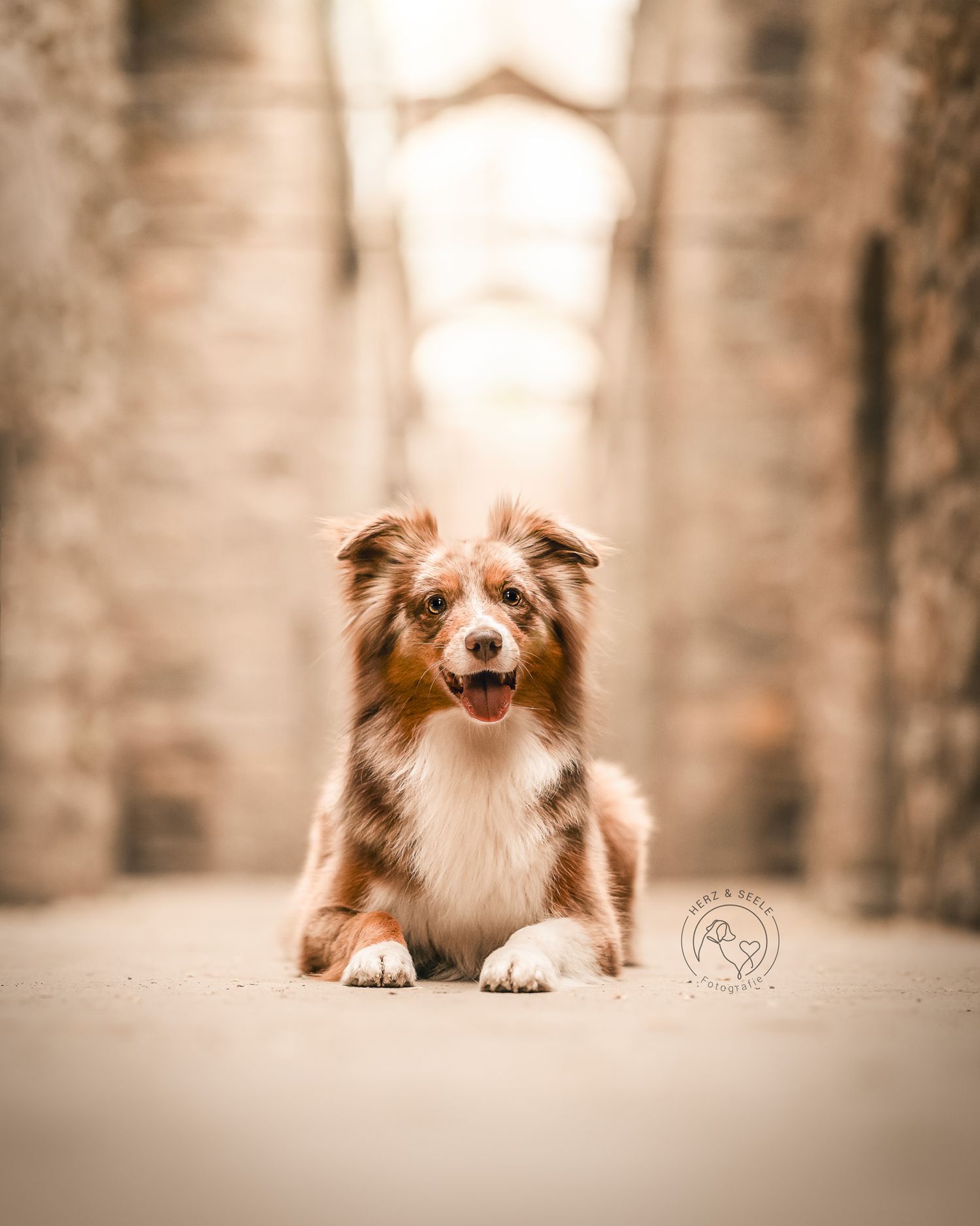 Portrait eines Hundes in einer Industrial Location bei Berlin