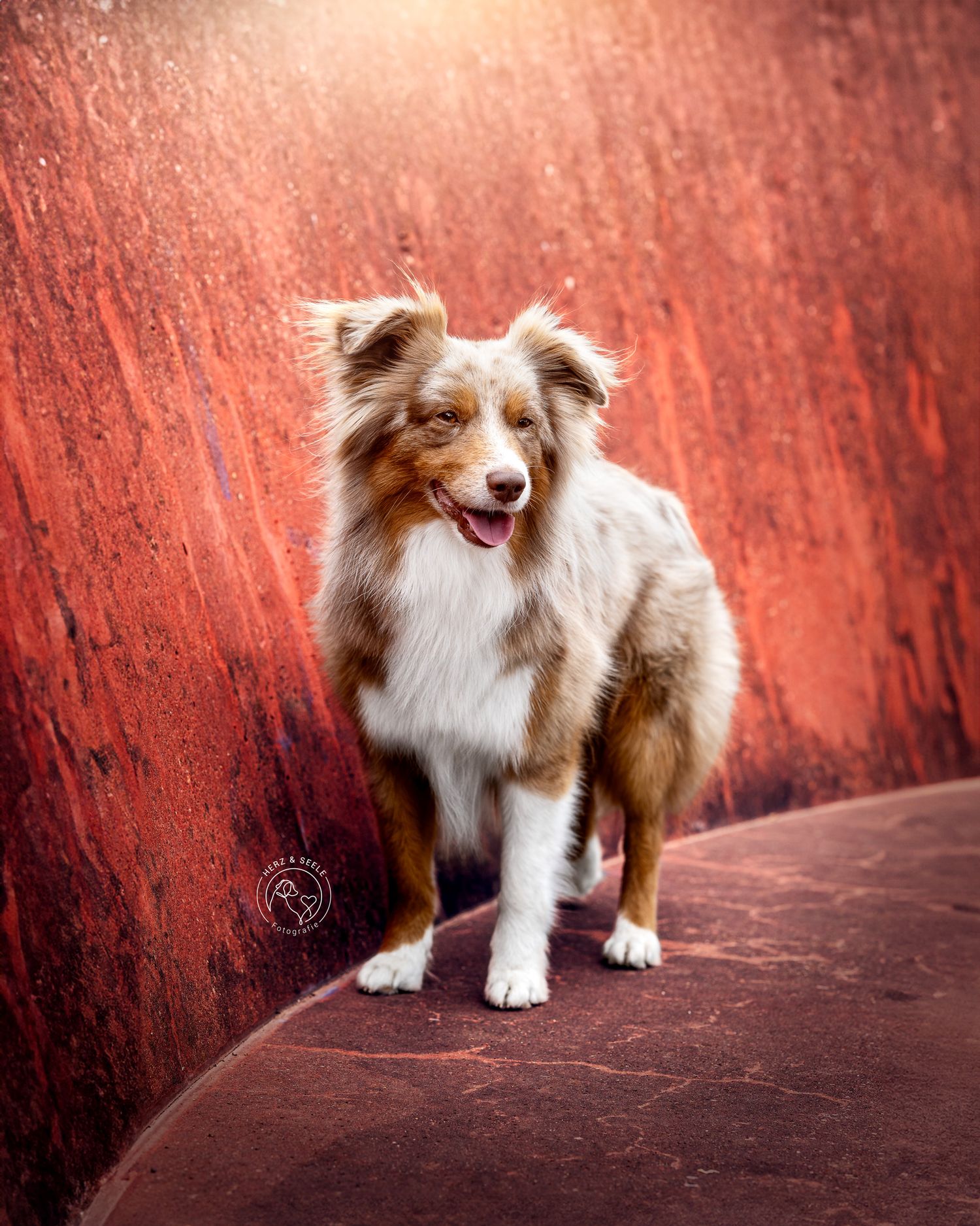Portrait eines Hundes in einer Industrial Location bei Berlin
