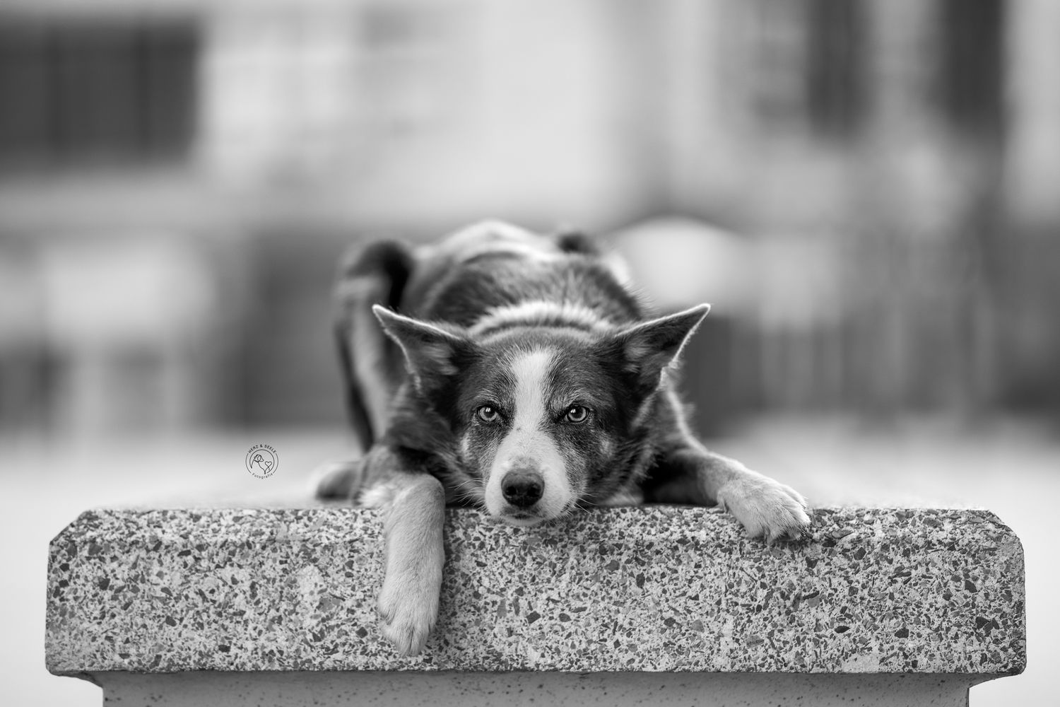 Schwarz-Weiß Portrait eines Border Collies in der Stadt