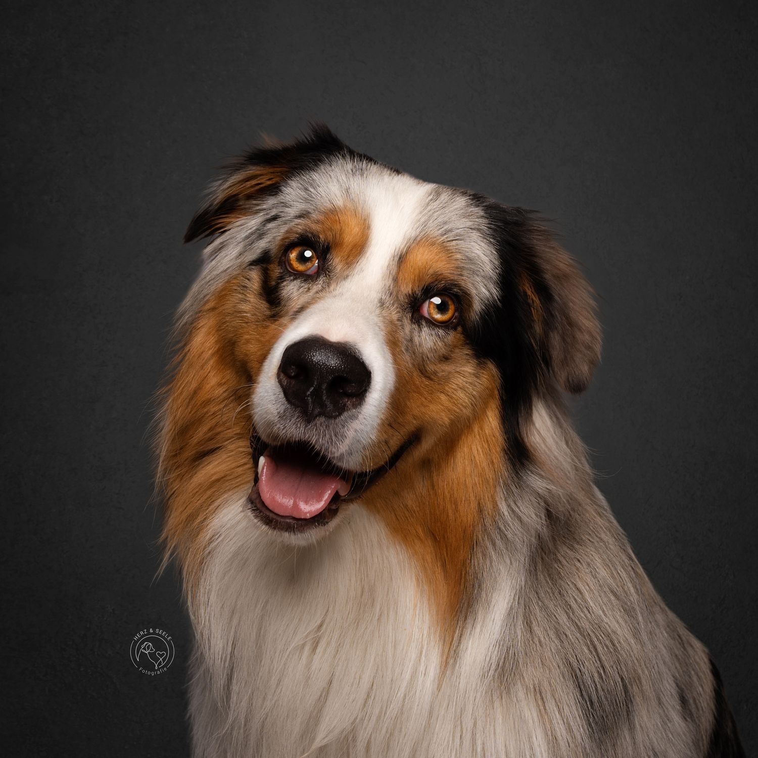 A happy Australian Shepherd dog with merle coat and amber eyes posing against a dark gray studio background.