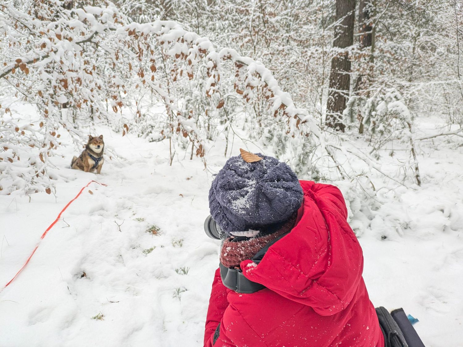 Ein Hundefotograf fotorgafiert einen Hund in der Natur