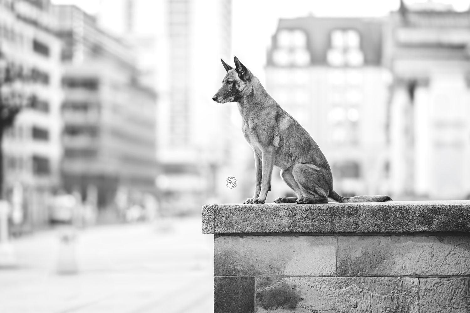 Schwarz-Weiß Portrait eines Hundes in der Stadt