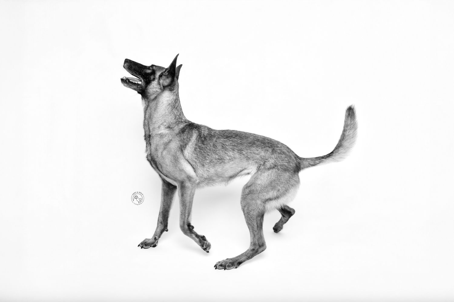 A Belgian Malinois dog poses dynamically on a white background in a black and white studio photo.