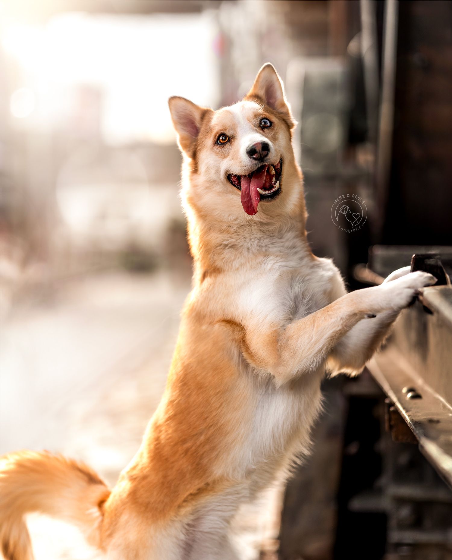 Portrait eines Hundes in urbaner Umgebung in Berlin