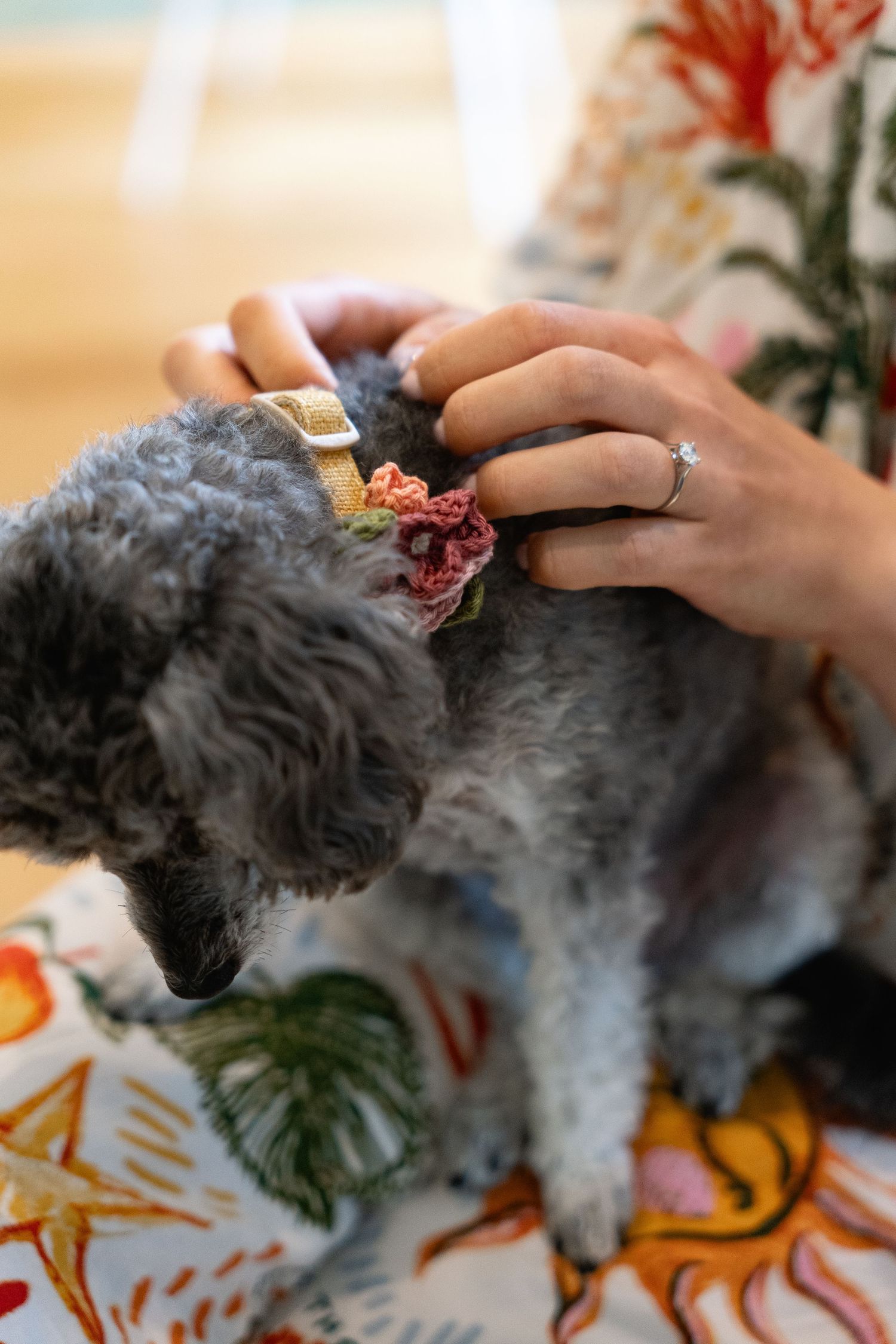 Close-up of hands with diamond ring adjusting a floral collar on a fluffy gray poodle dog.