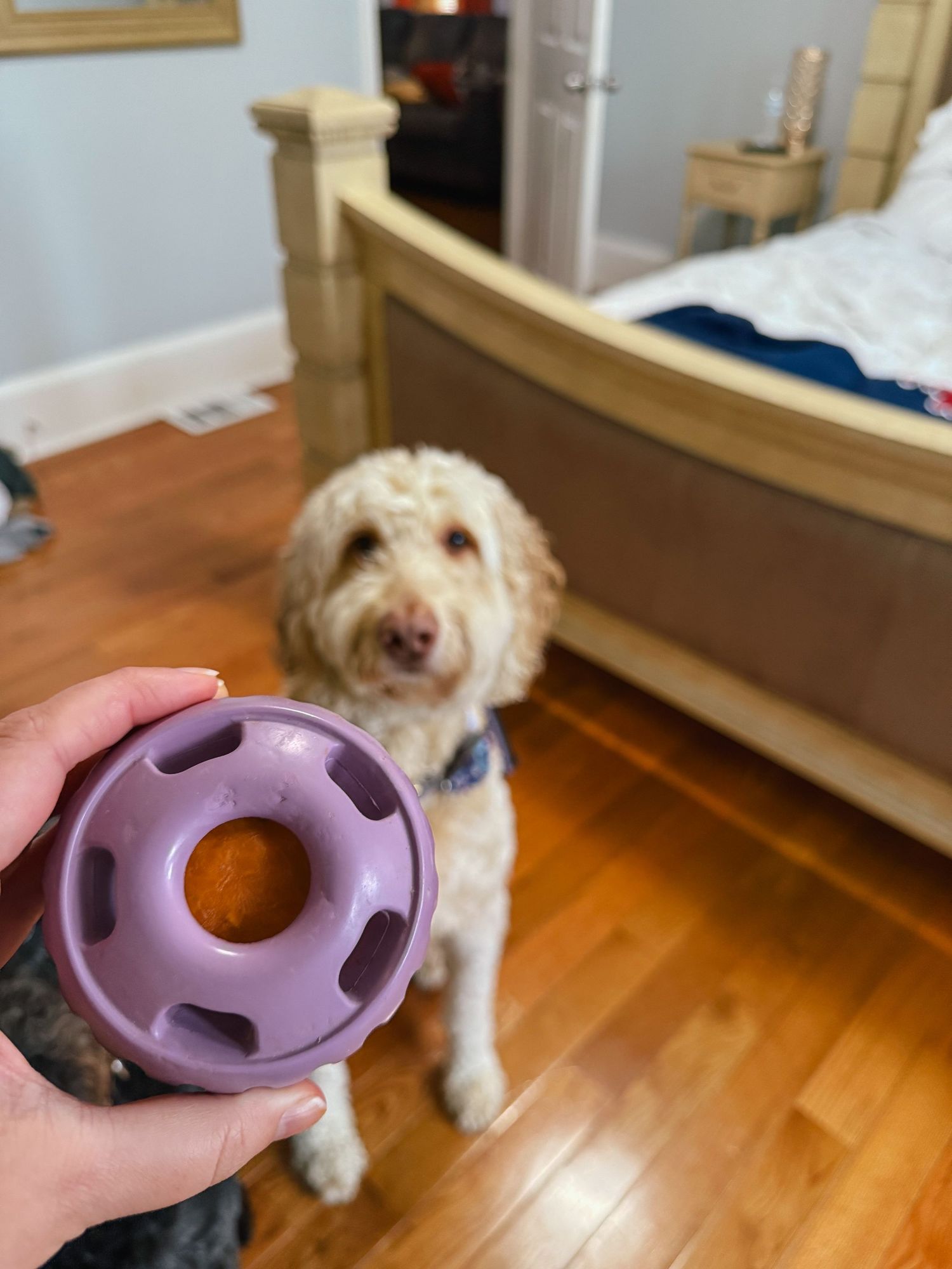 ugc pet content