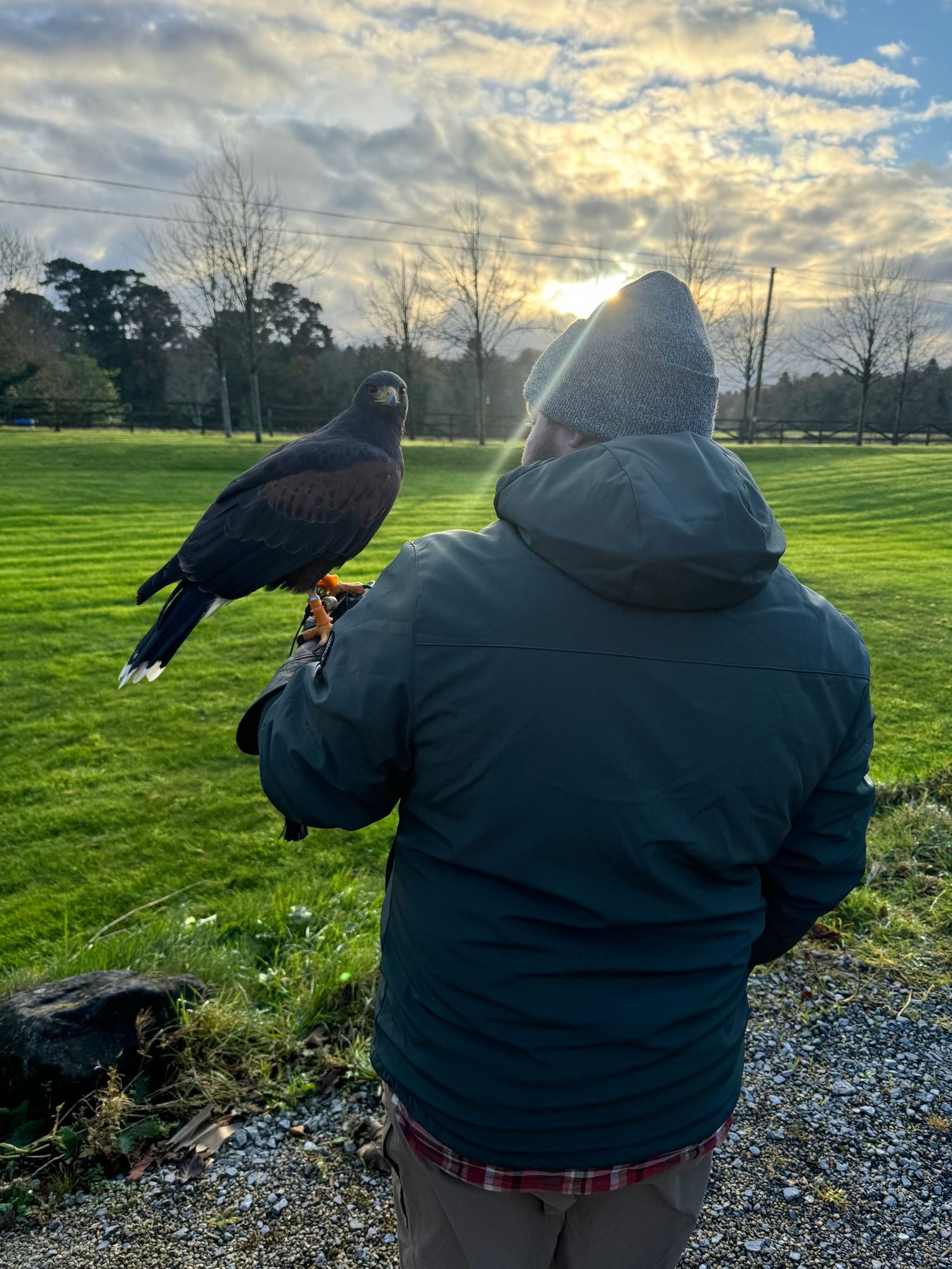 ugc travel content for falconry in ireland